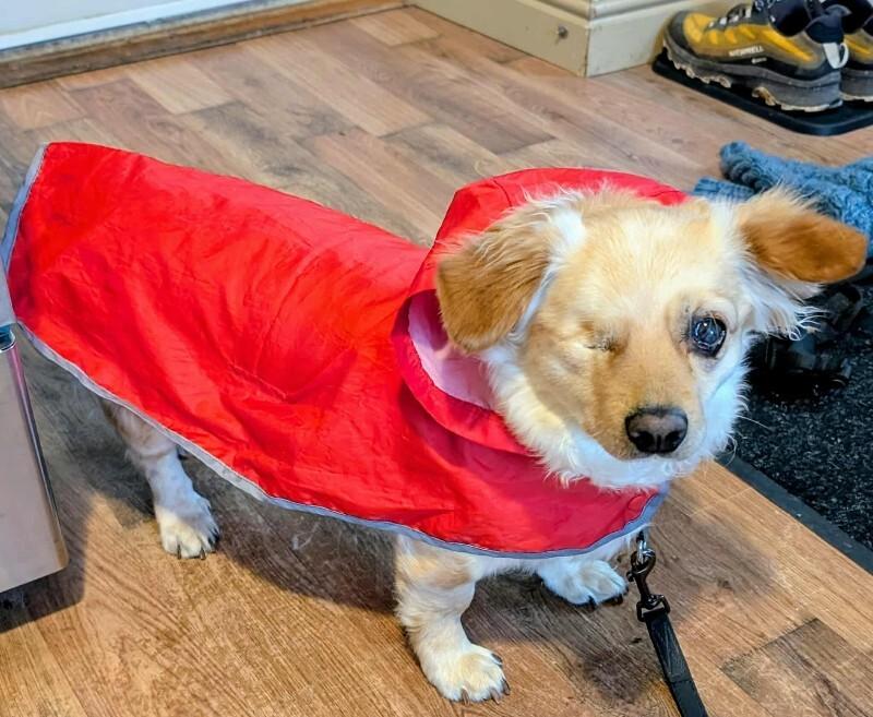 Enlarge Amber, a Adoptable Mixed Breed in Athens, ON image 4/6