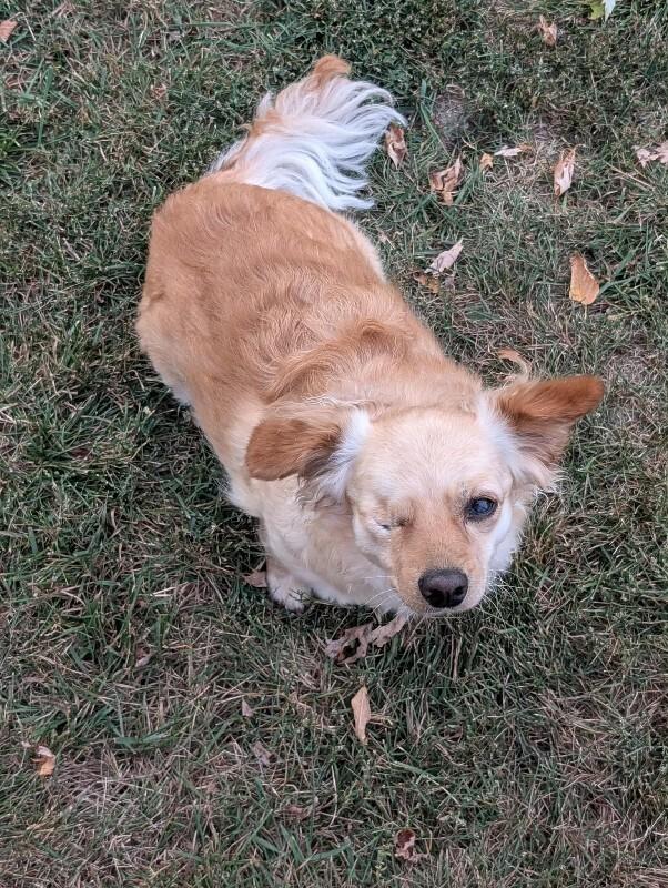 Enlarge Amber, a Adoptable Mixed Breed in Athens, ON image 5/6