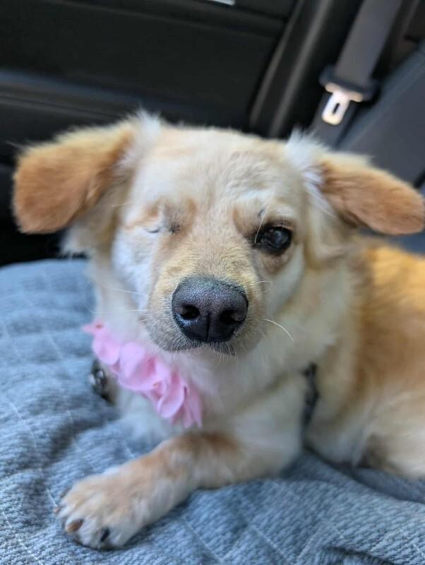 Enlarge Amber, a Adoptable Mixed Breed in Athens, ON image 6/6