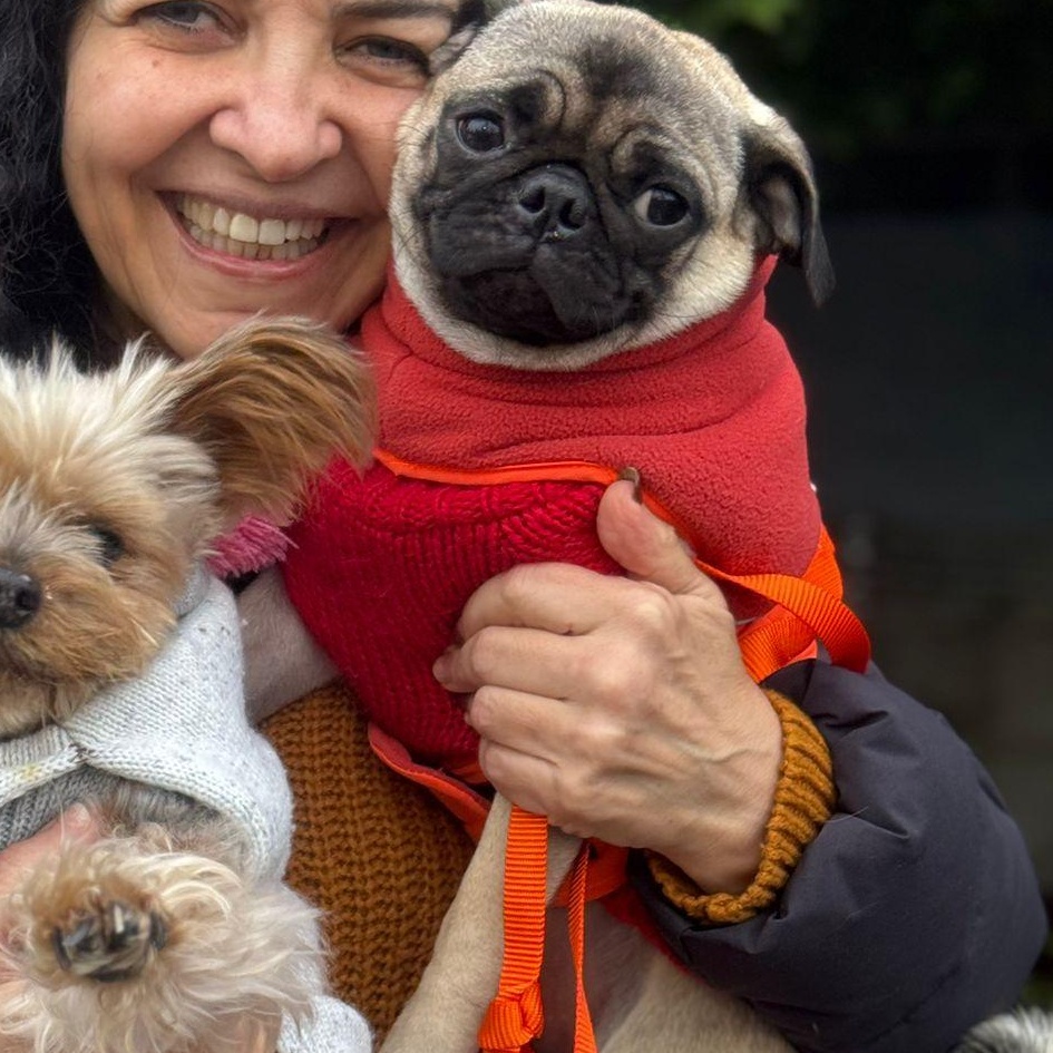 Ms. Velcro Glimmer, adopted, Puppy Female Pug.