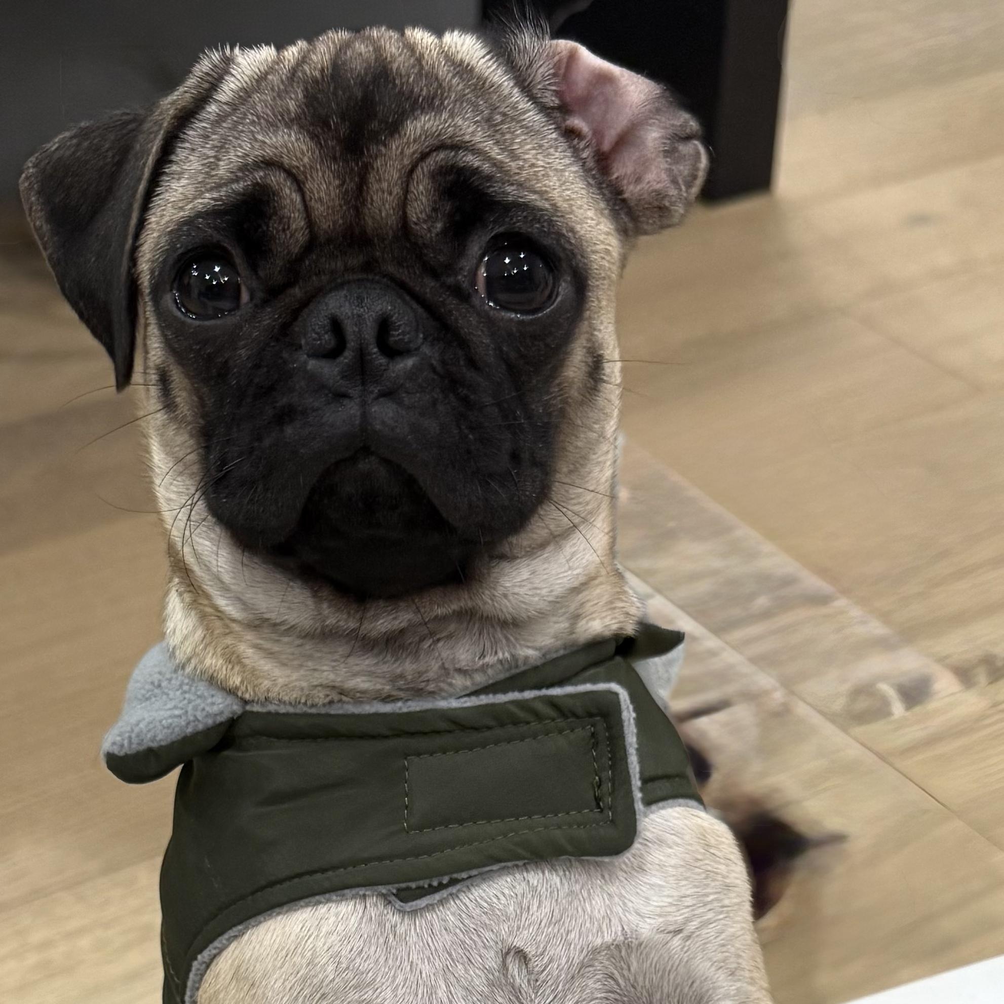 Enlarge Ms. Velcro Glimmer, an adopted Pug in Ridgefield, WA image 5/6