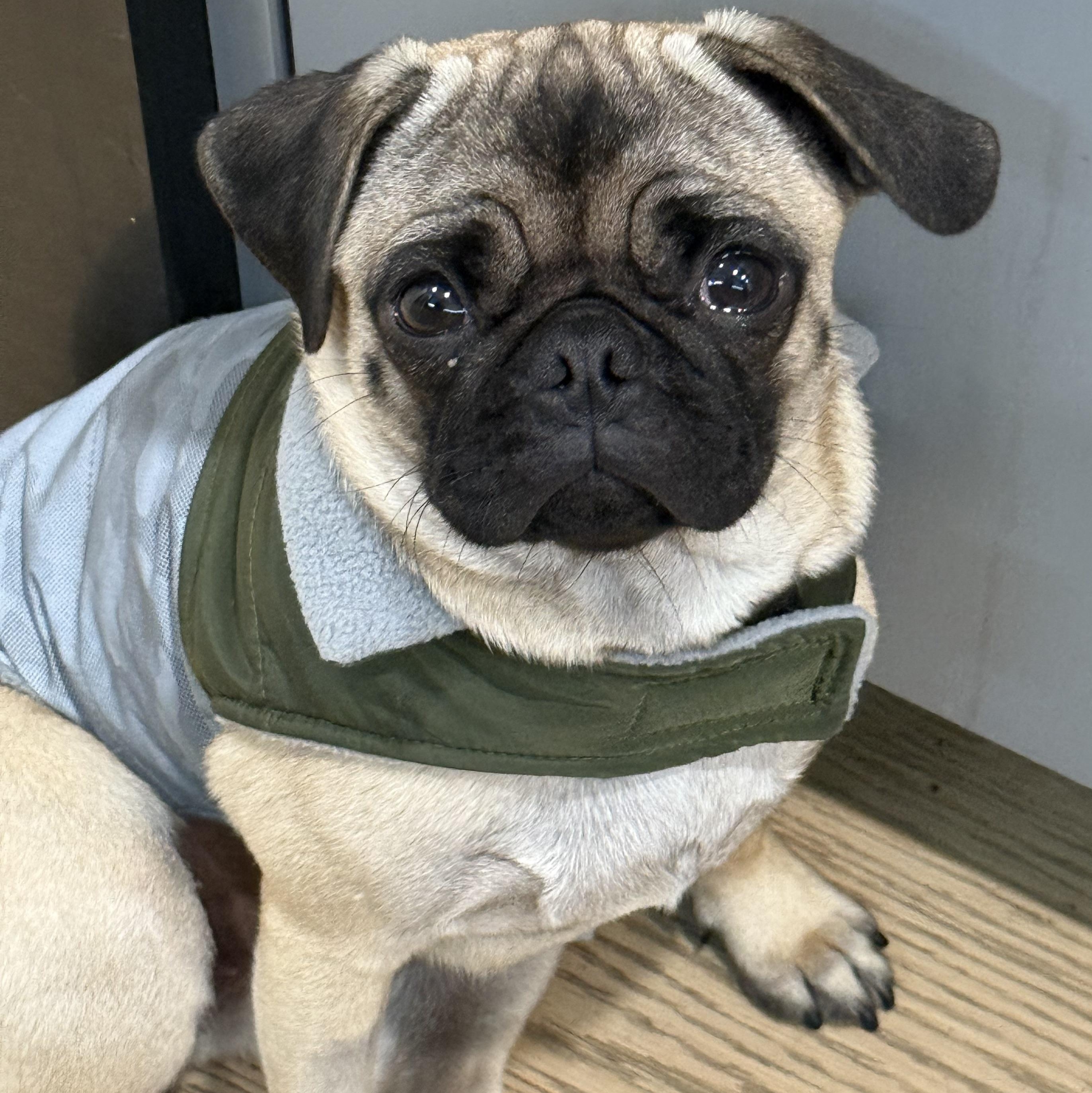 Enlarge Ms. Velcro Glimmer, an adopted Pug in Ridgefield, WA image 4/6