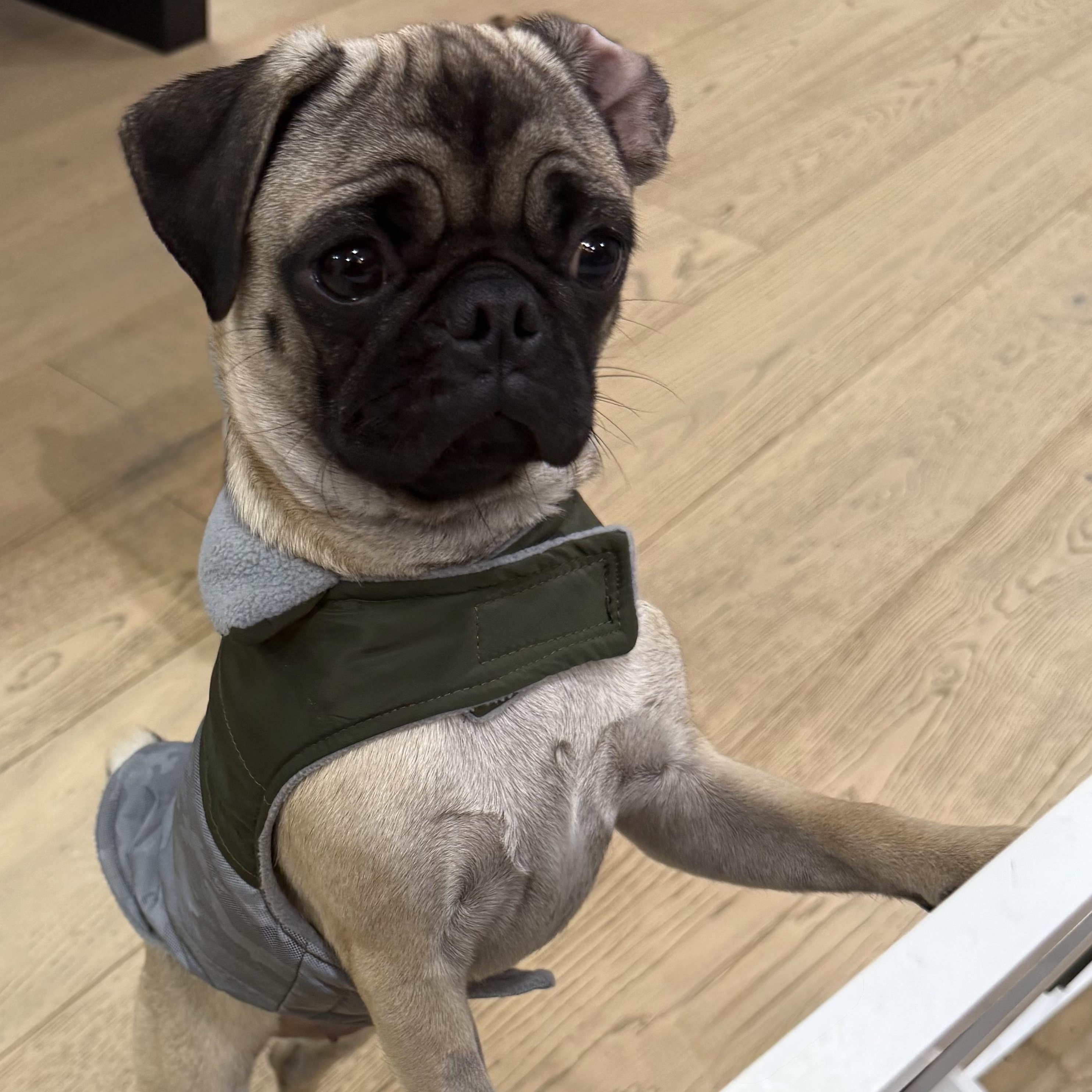 Enlarge Ms. Velcro Glimmer, an adopted Pug in Ridgefield, WA image 6/6