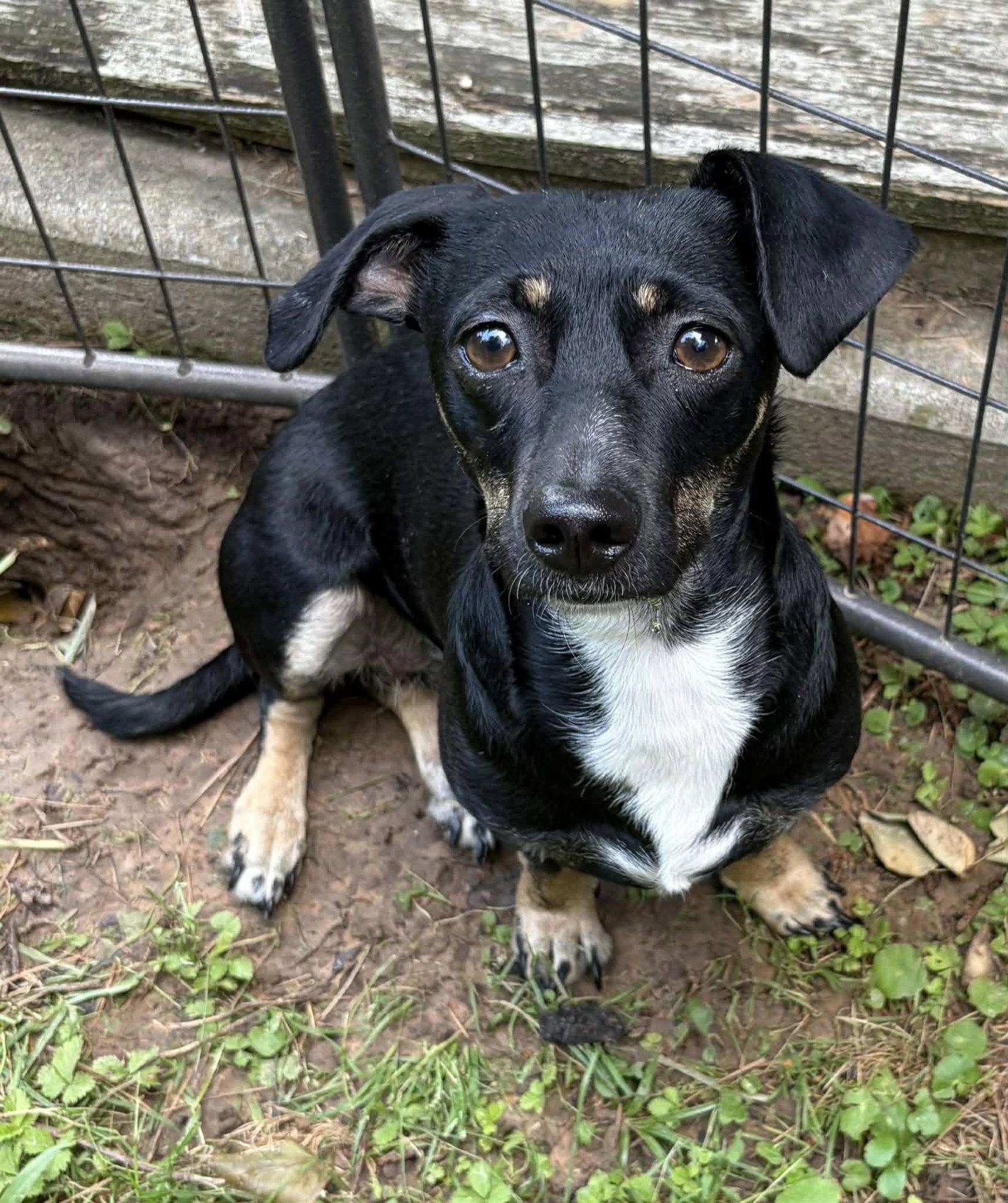 Luna B in LA, a Adoptable mixed breed in Cranston, RI image 1/3