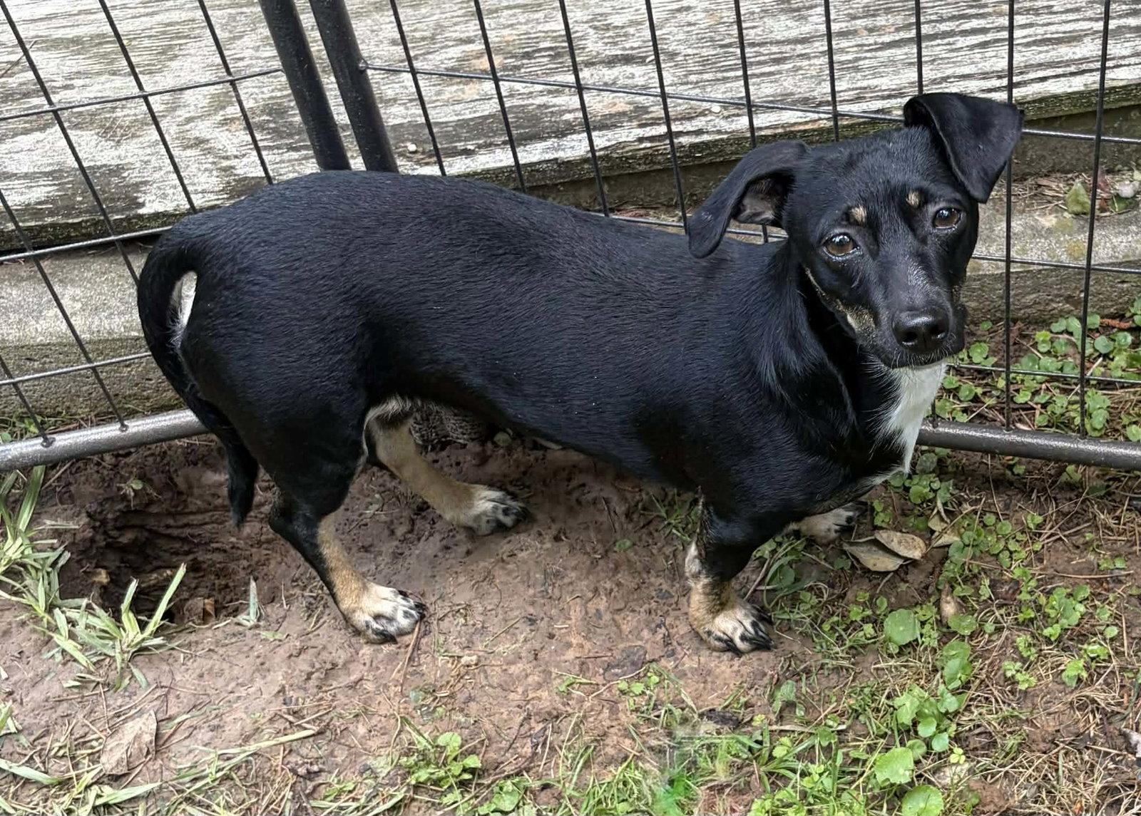 Luna B in LA, a Adoptable mixed breed in Cranston, RI image 2/3