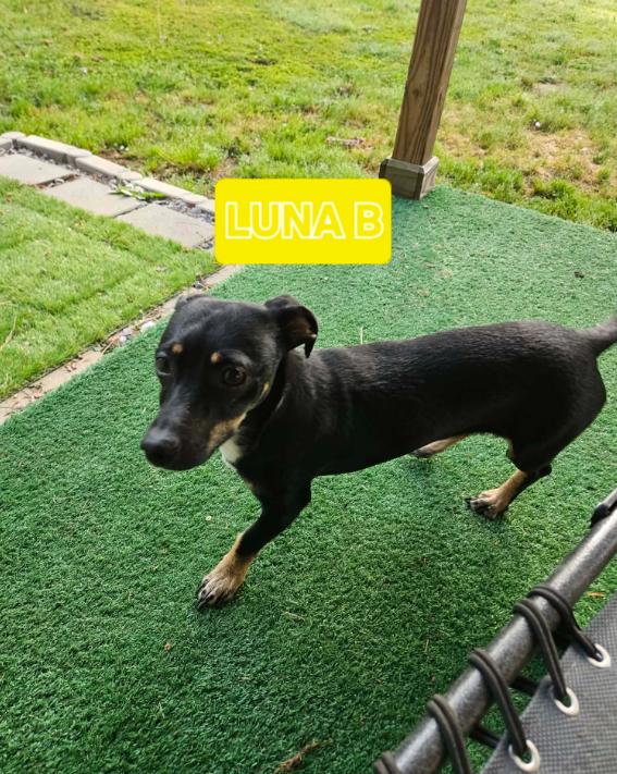 Luna B in LA, Adoptable, Young Female Dachshund & Chihuahua.