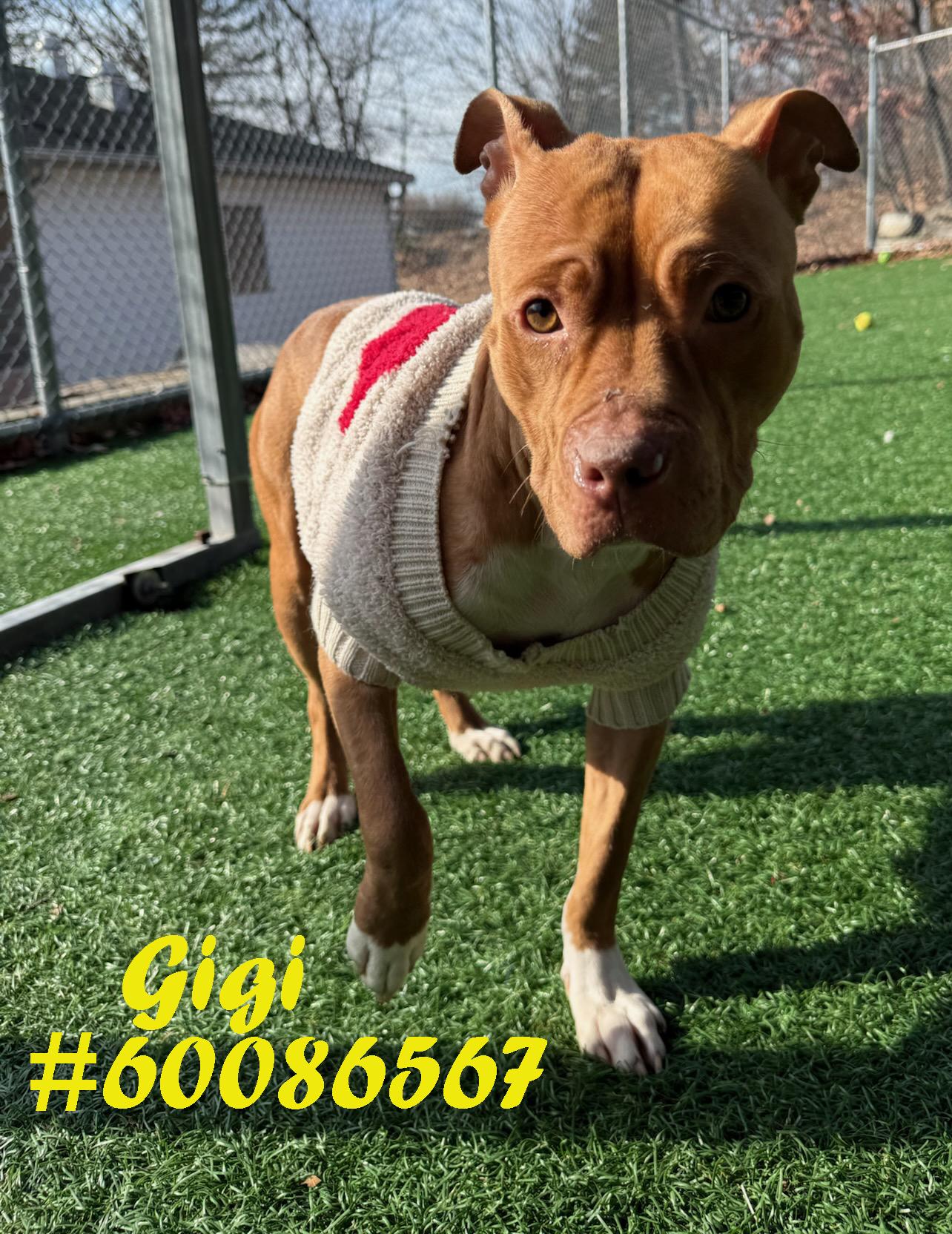 Gigi, ADOPTABLE, Adult Female Pit Bull Terrier.
