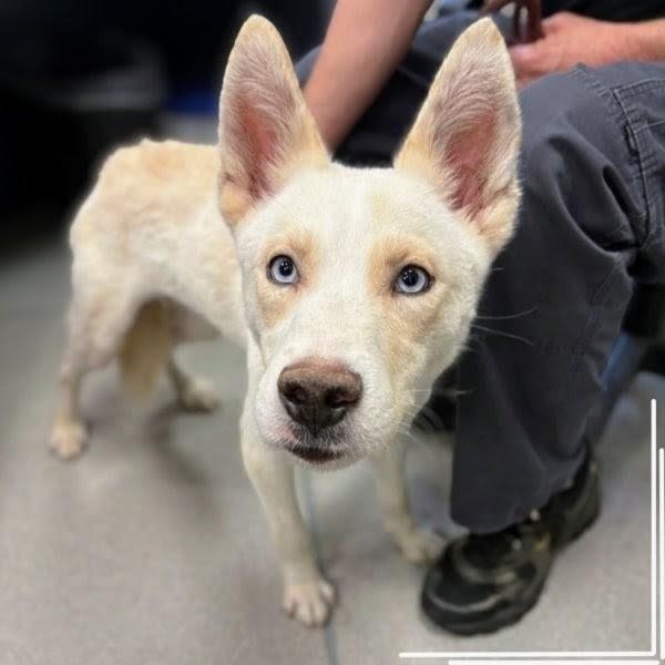 Queso, Adoptable, Young Male Husky.