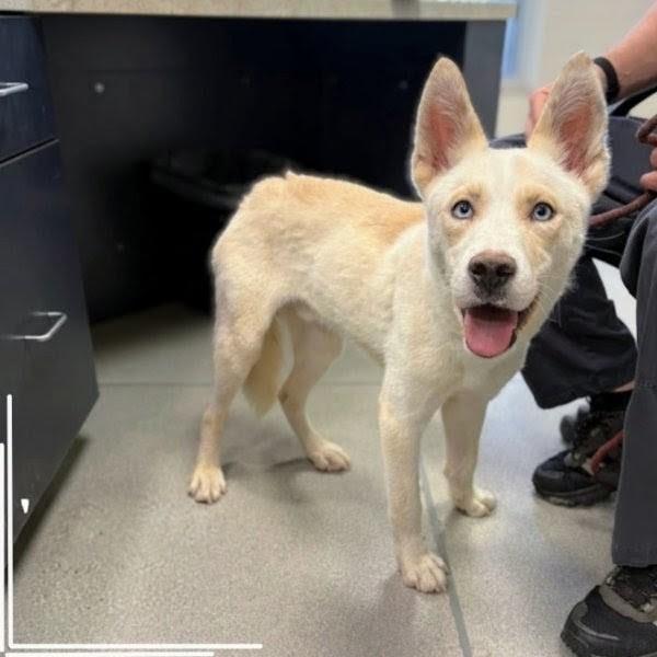 Enlarge Queso, a Adoptable mixed breed in Tampa, FL image 2/3