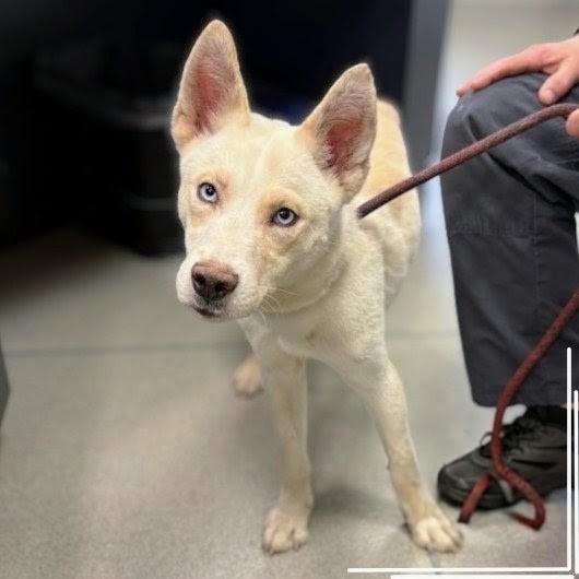 Enlarge Queso, a Adoptable mixed breed in Tampa, FL image 3/3