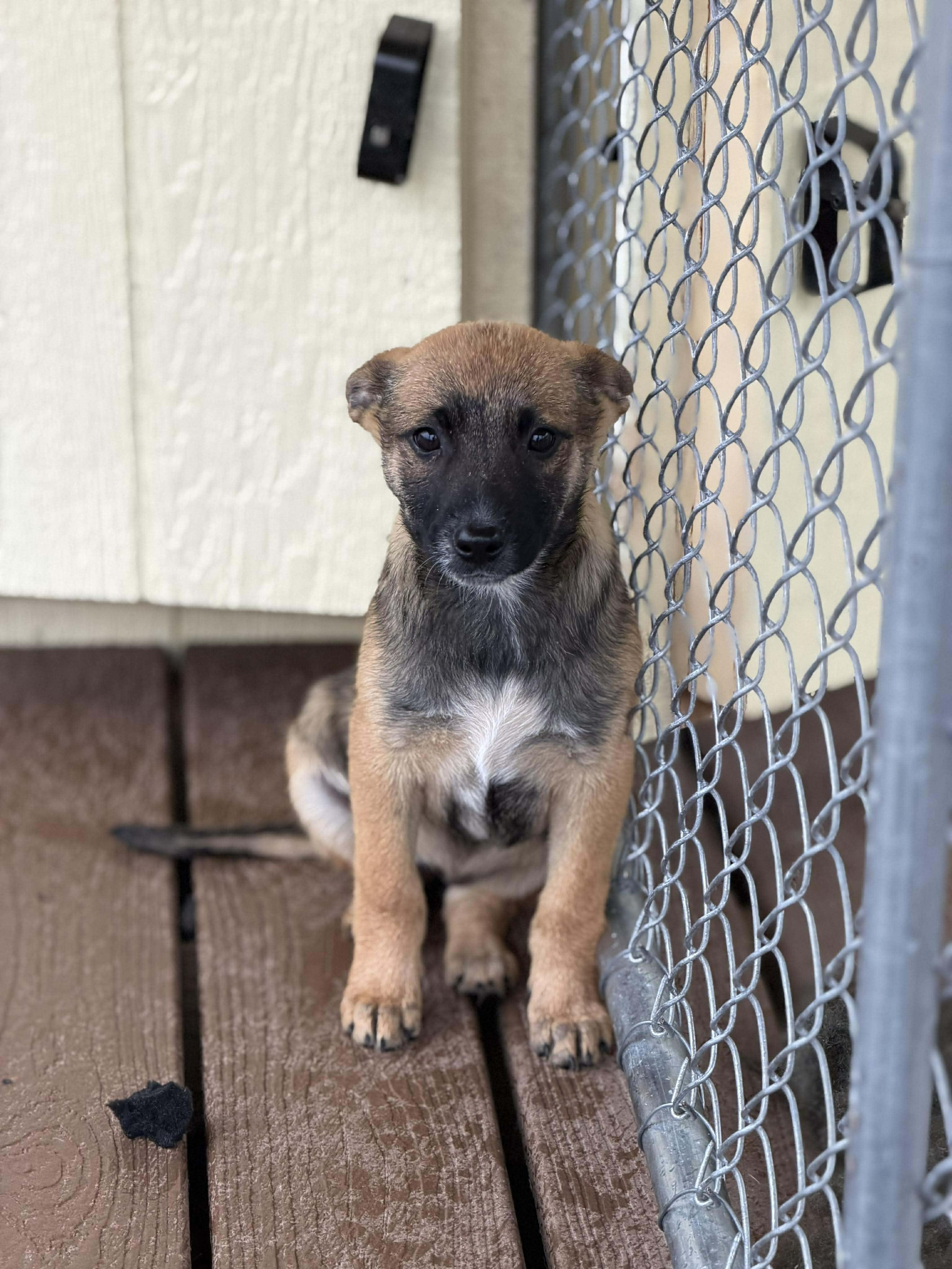 Enlarge Echo, an adopted Belgian Shepherd / Malinois in Wytheville, VA image 6/6