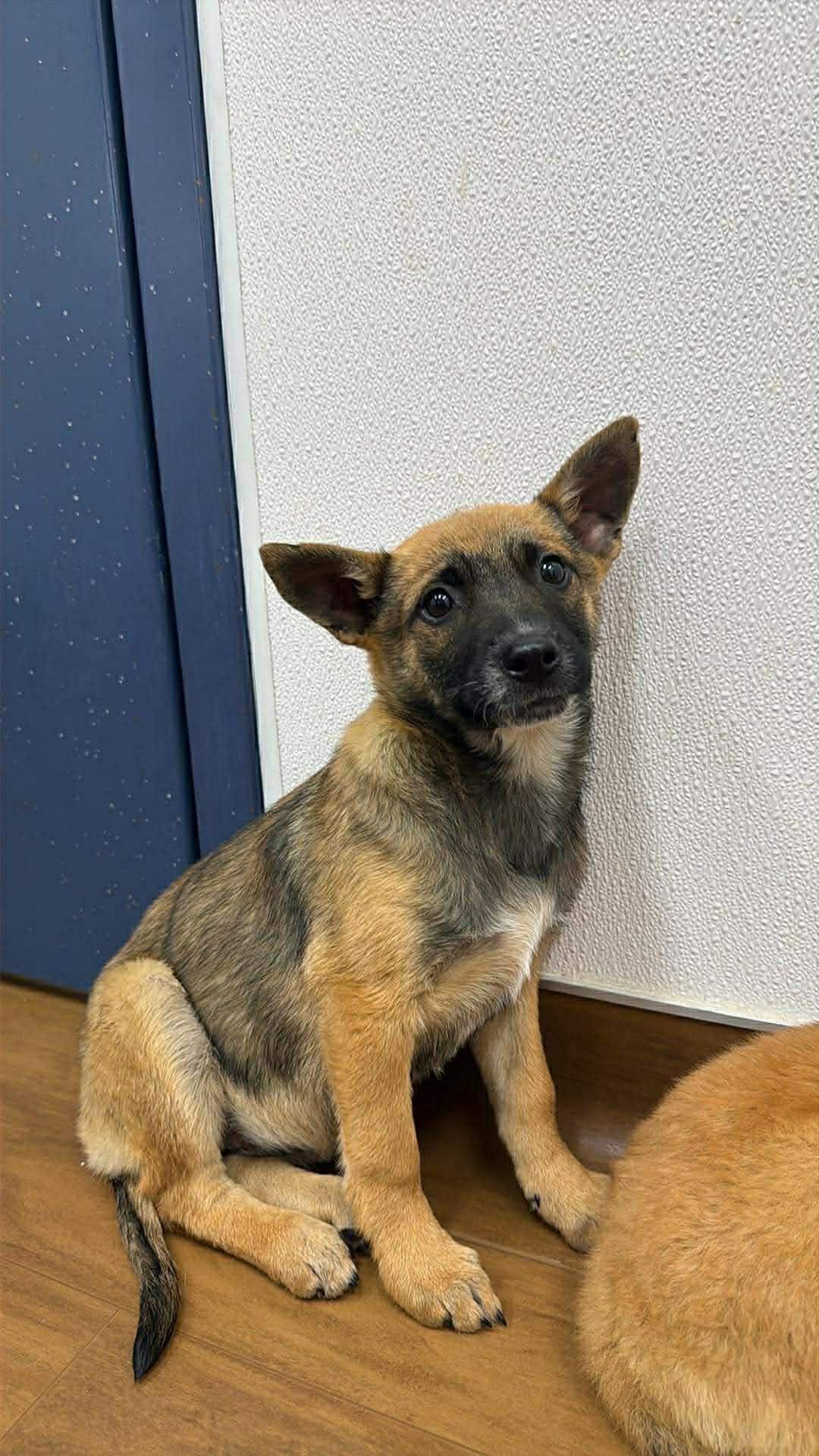 Echo, adopted, Puppy Female Belgian Shepherd / Malinois.