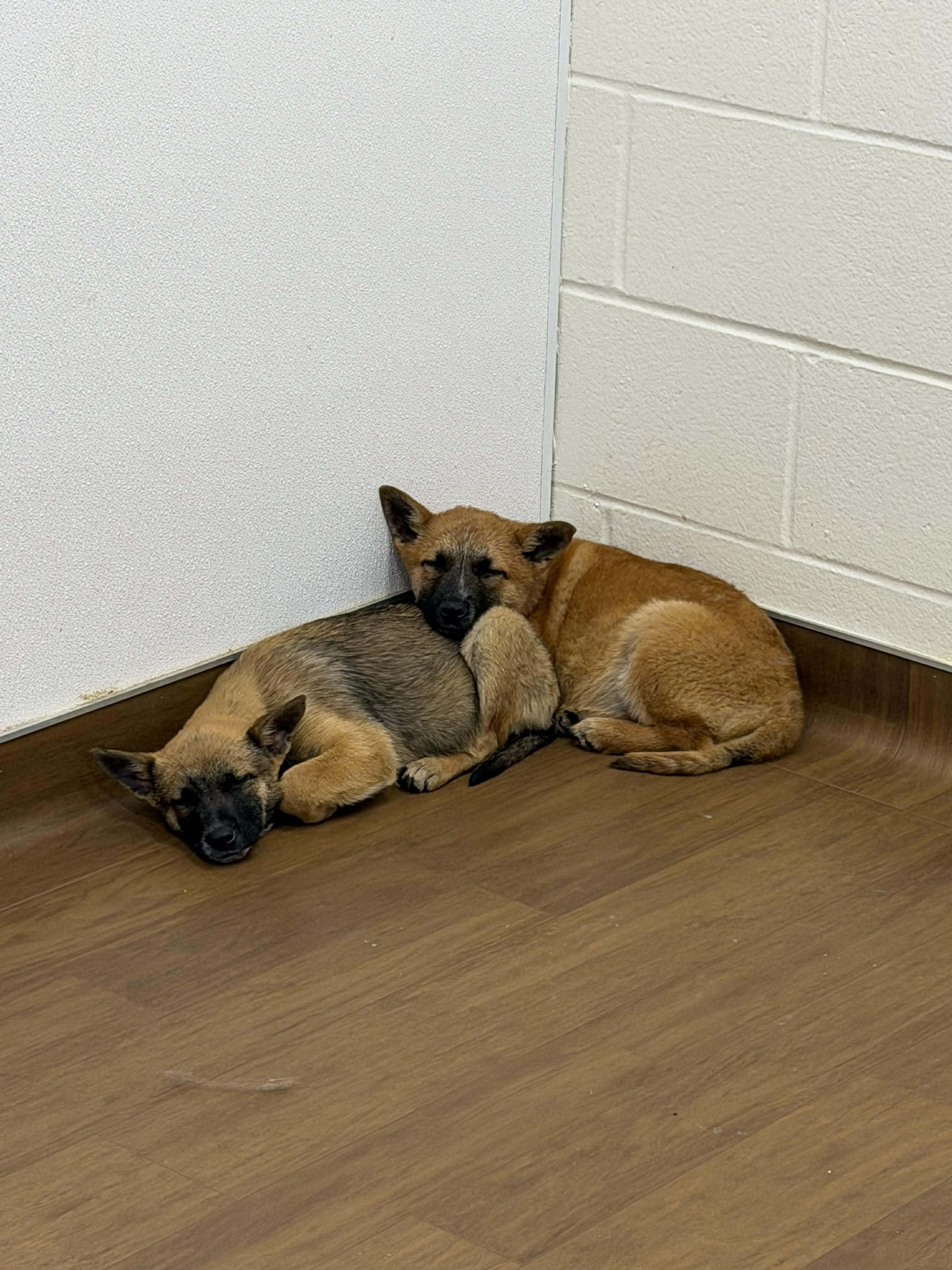 Enlarge Echo, an adopted Belgian Shepherd / Malinois in Wytheville, VA image 3/6