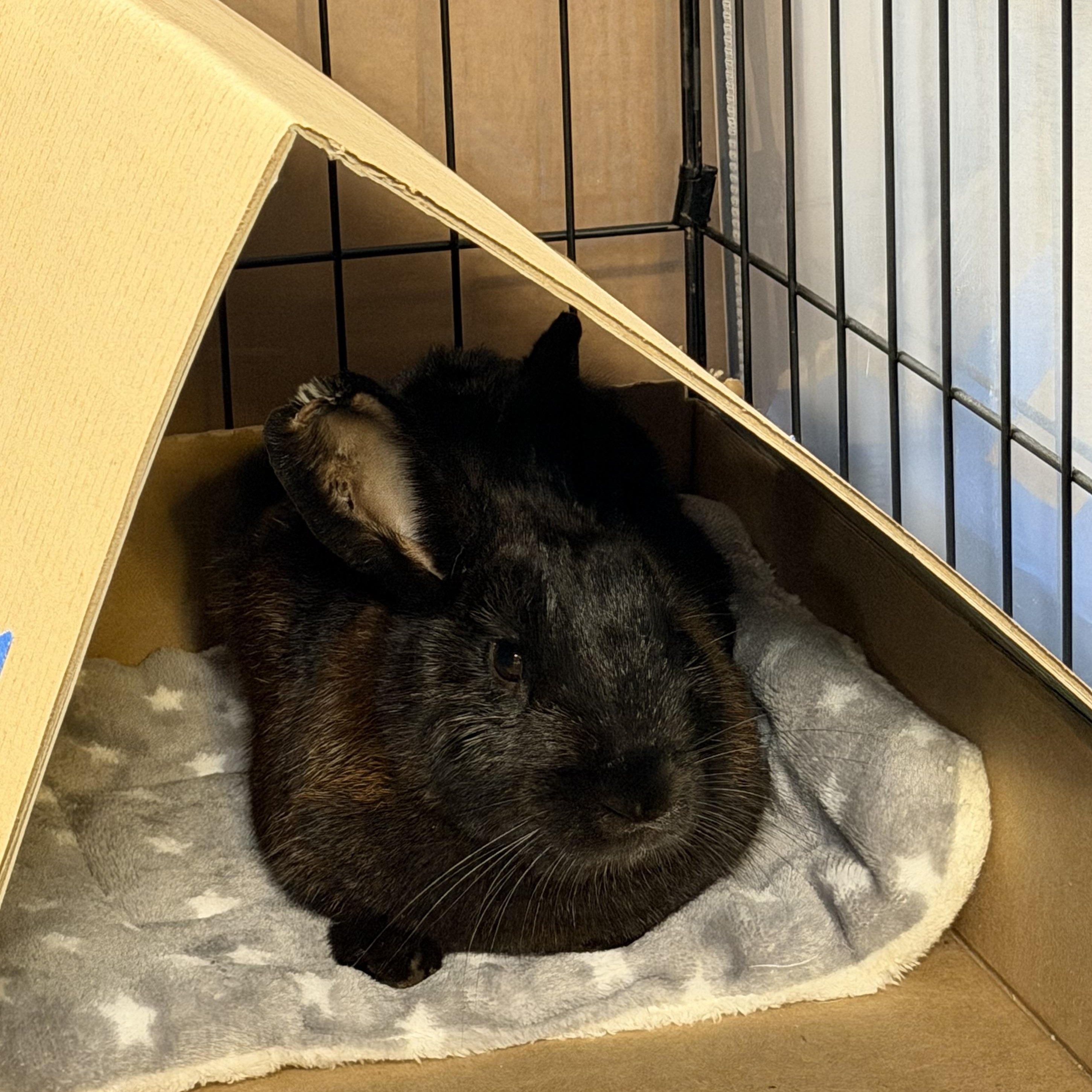 Enlarge MOKA (I'm a tripod), a Adoptable mixed breed in Forest Hills, NY image 5/5
