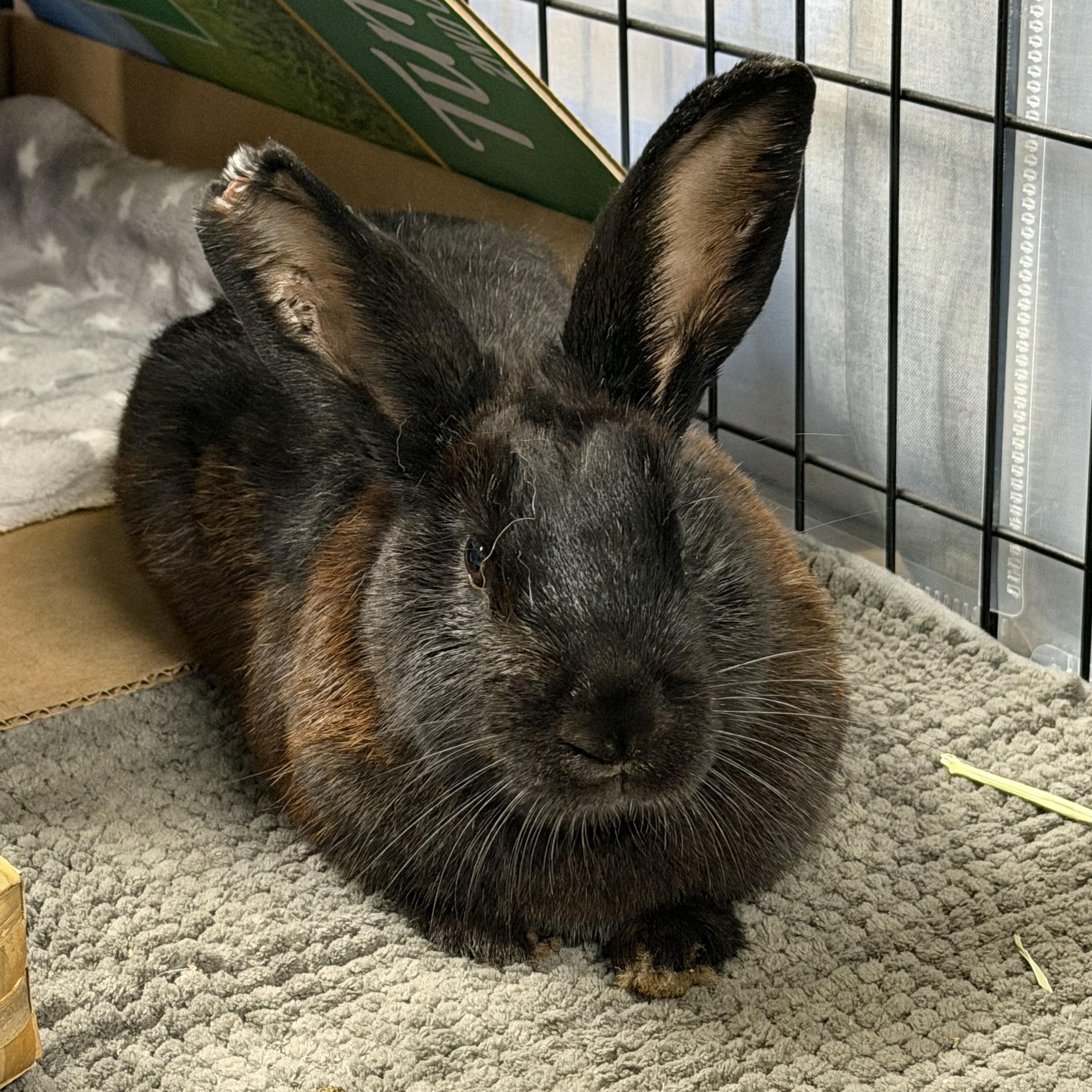 Enlarge MOKA (I'm a tripod), a Adoptable mixed breed in Forest Hills, NY image 1/5