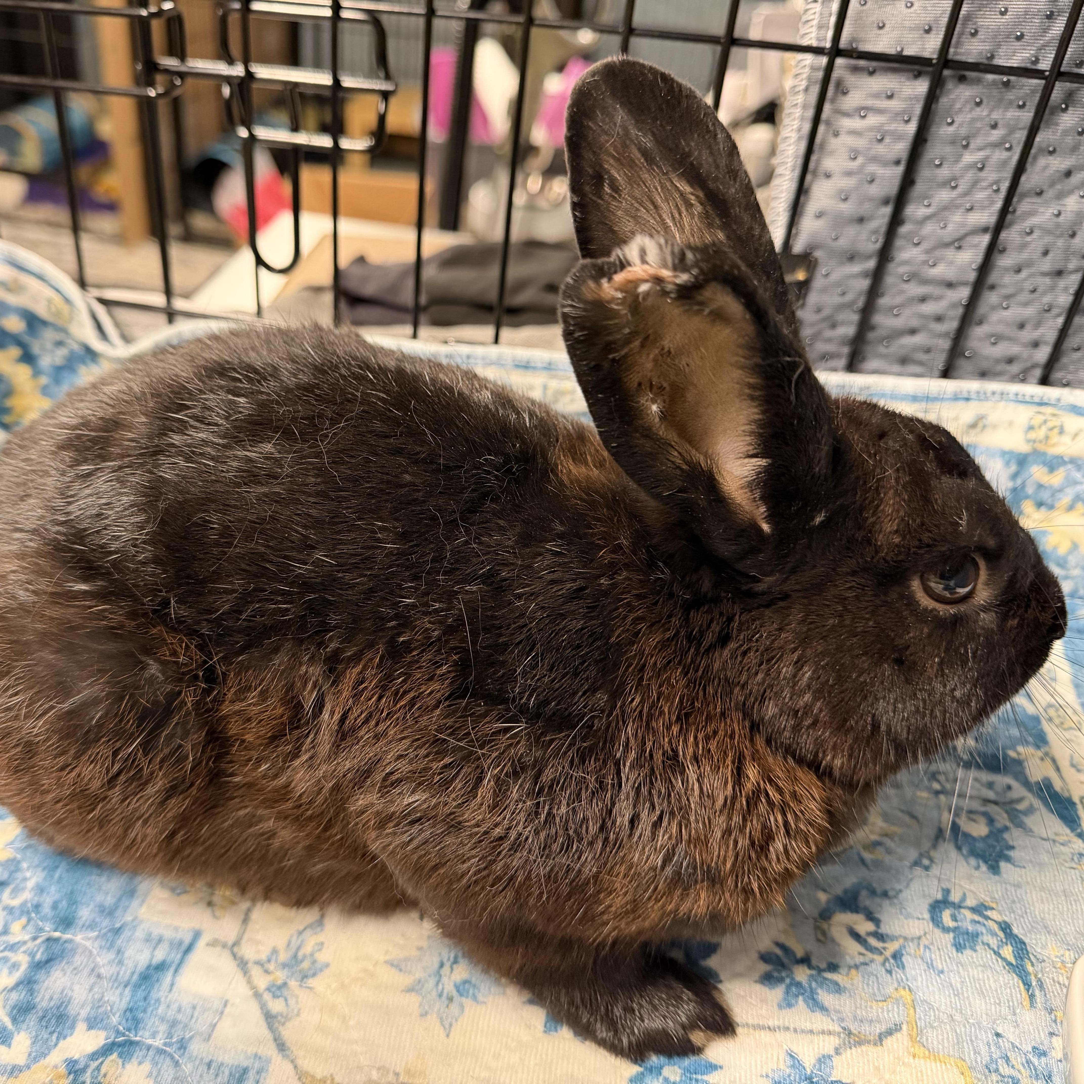 Enlarge MOKA (I'm a tripod), a Adoptable mixed breed in Forest Hills, NY image 2/5