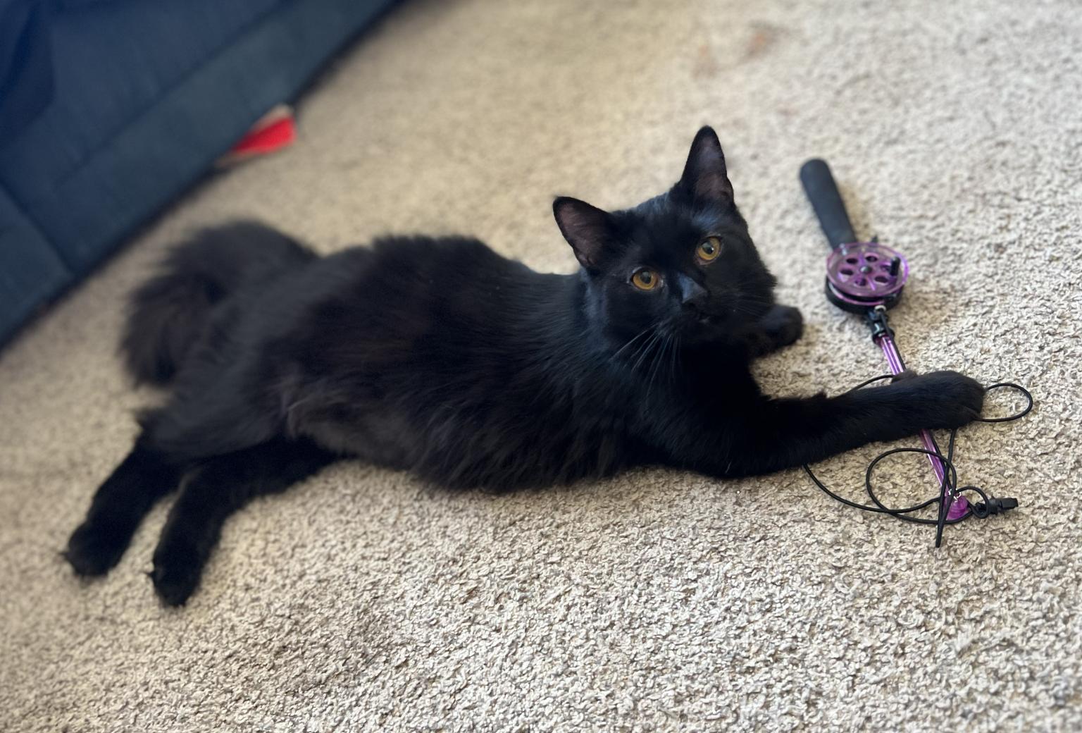 Enlarge Thelma, a Adoptable Domestic Short Hair in Red Hook, NY image 1/6