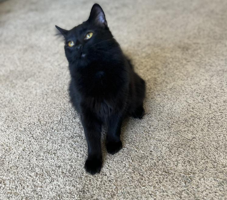 Enlarge Thelma, a Adoptable Domestic Short Hair in Red Hook, NY image 2/6