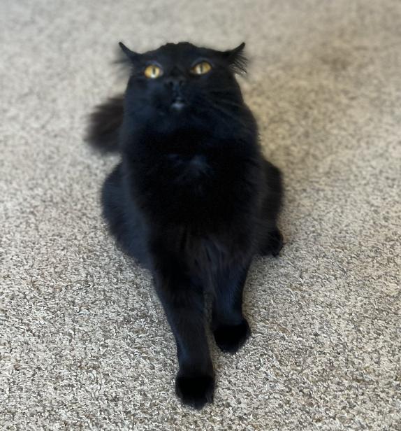 Enlarge Thelma, a Adoptable Domestic Short Hair in Red Hook, NY image 5/6