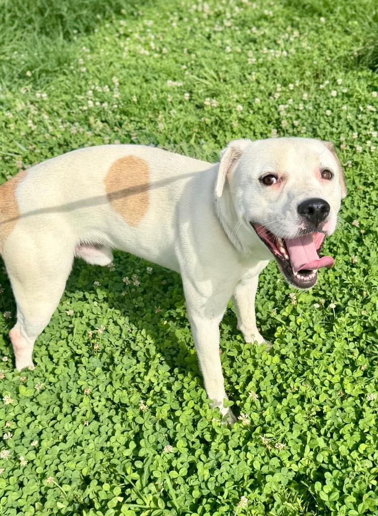 Roscoe/Stich, Adoptable, Young Male American Bulldog.