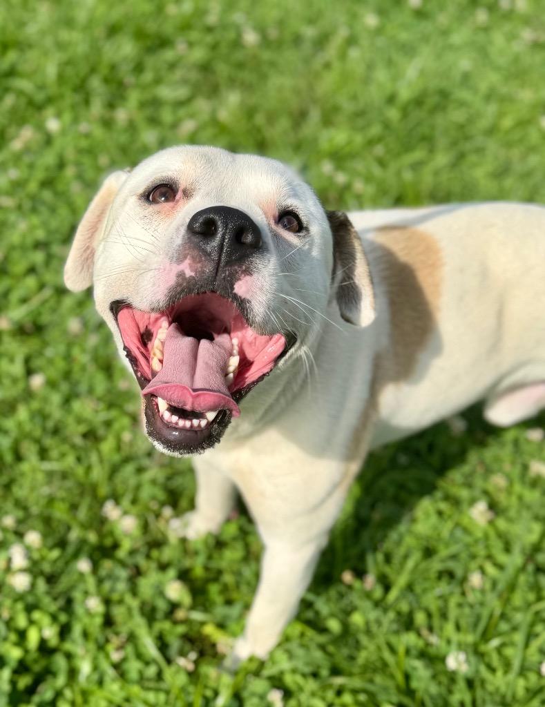 Roscoe/Stich, a Adoptable mixed breed in Hopkinsville, KY image 2/5