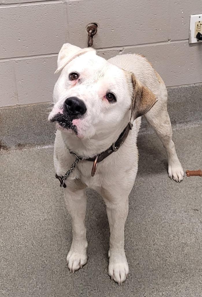 Roscoe/Stich, a Adoptable mixed breed in Hopkinsville, KY image 3/5