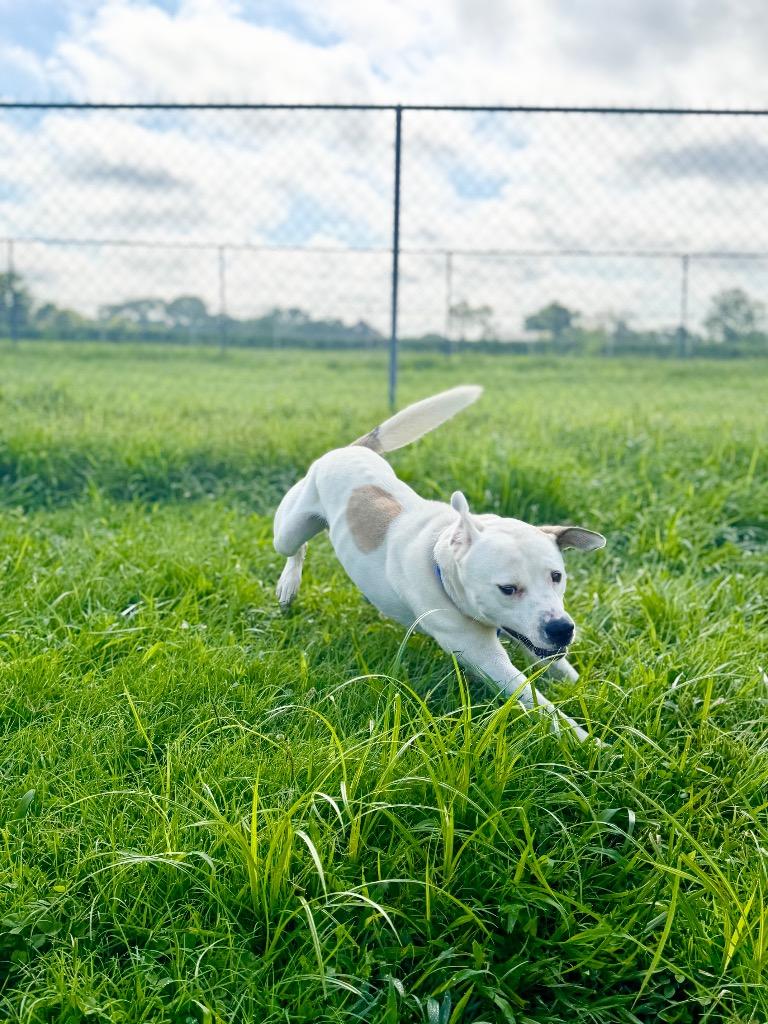 Roscoe/Stich, a Adoptable mixed breed in Hopkinsville, KY image 4/5