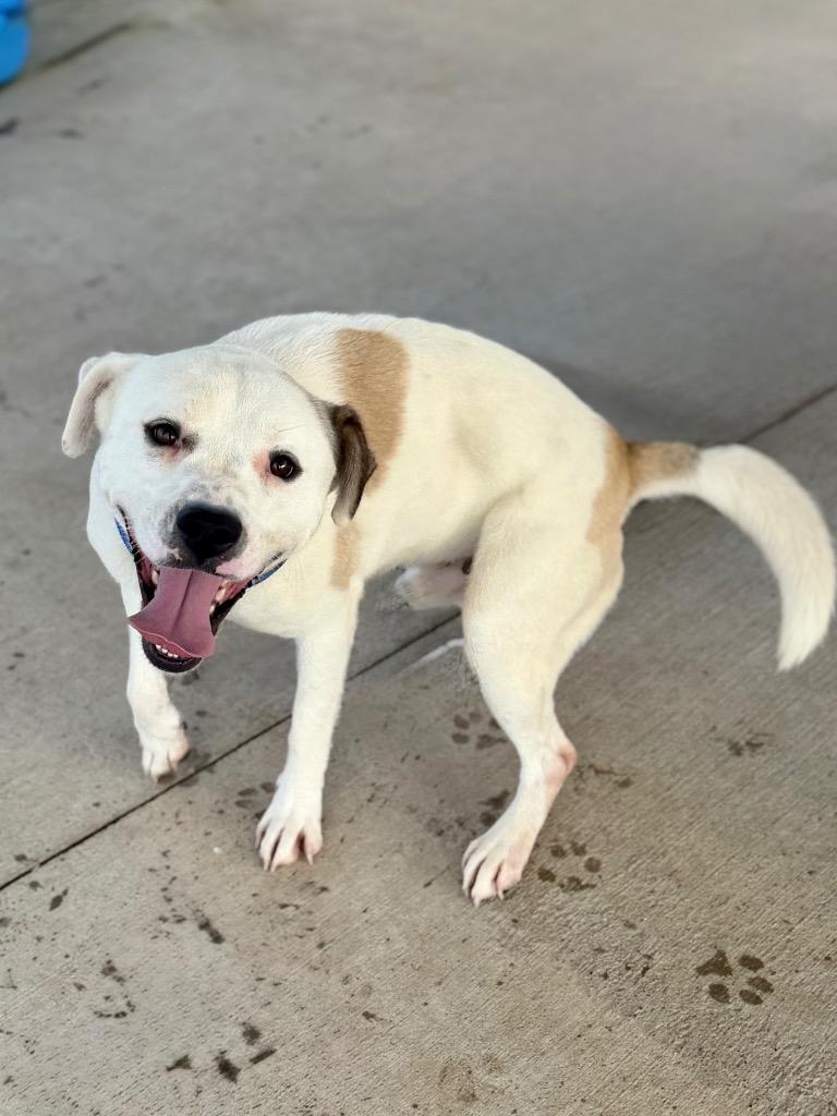 Roscoe/Stich, a Adoptable mixed breed in Hopkinsville, KY image 5/5