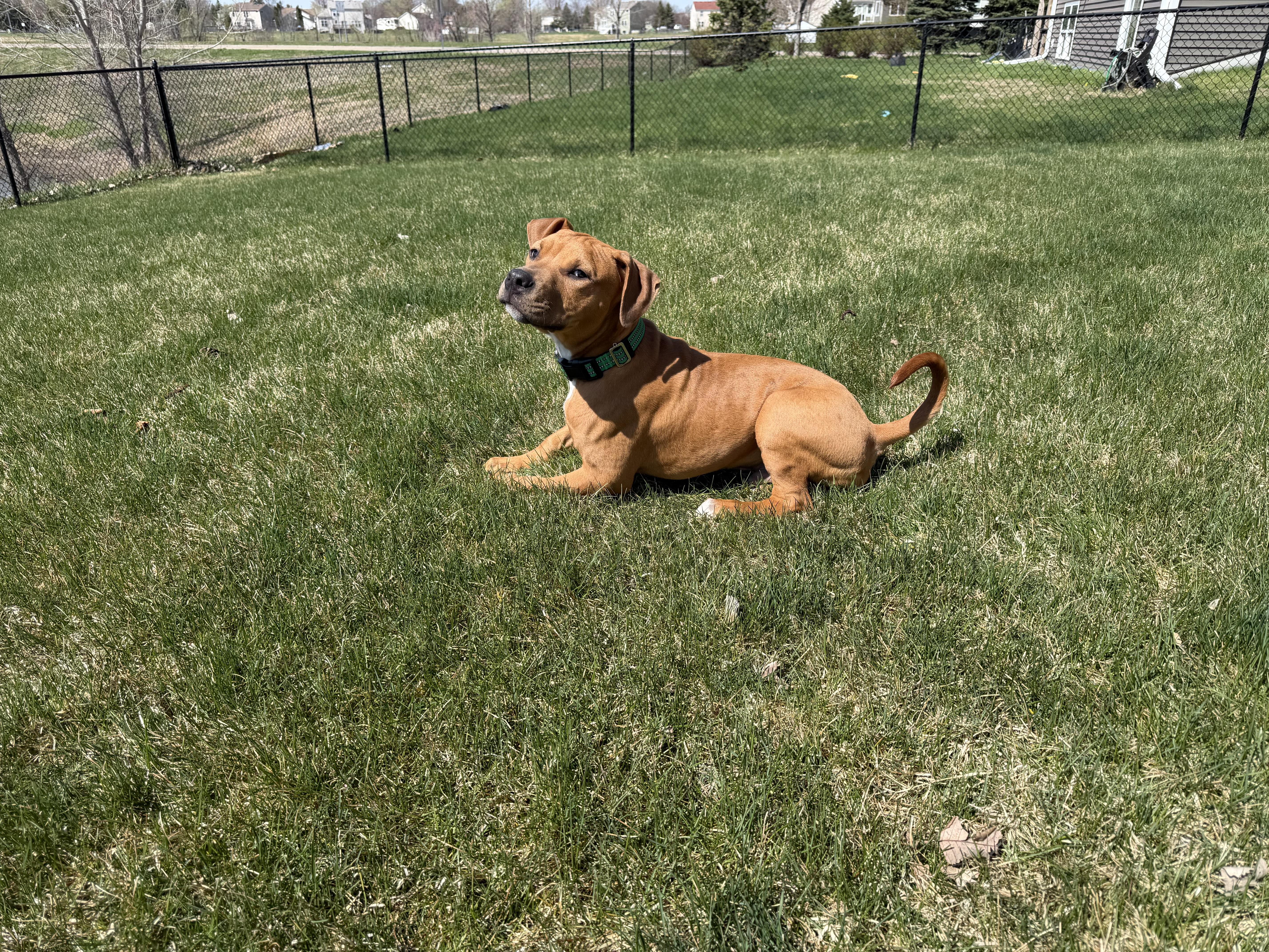 Enlarge Rambo, an adopted mixed breed in Minneapolis, MN image 2/6