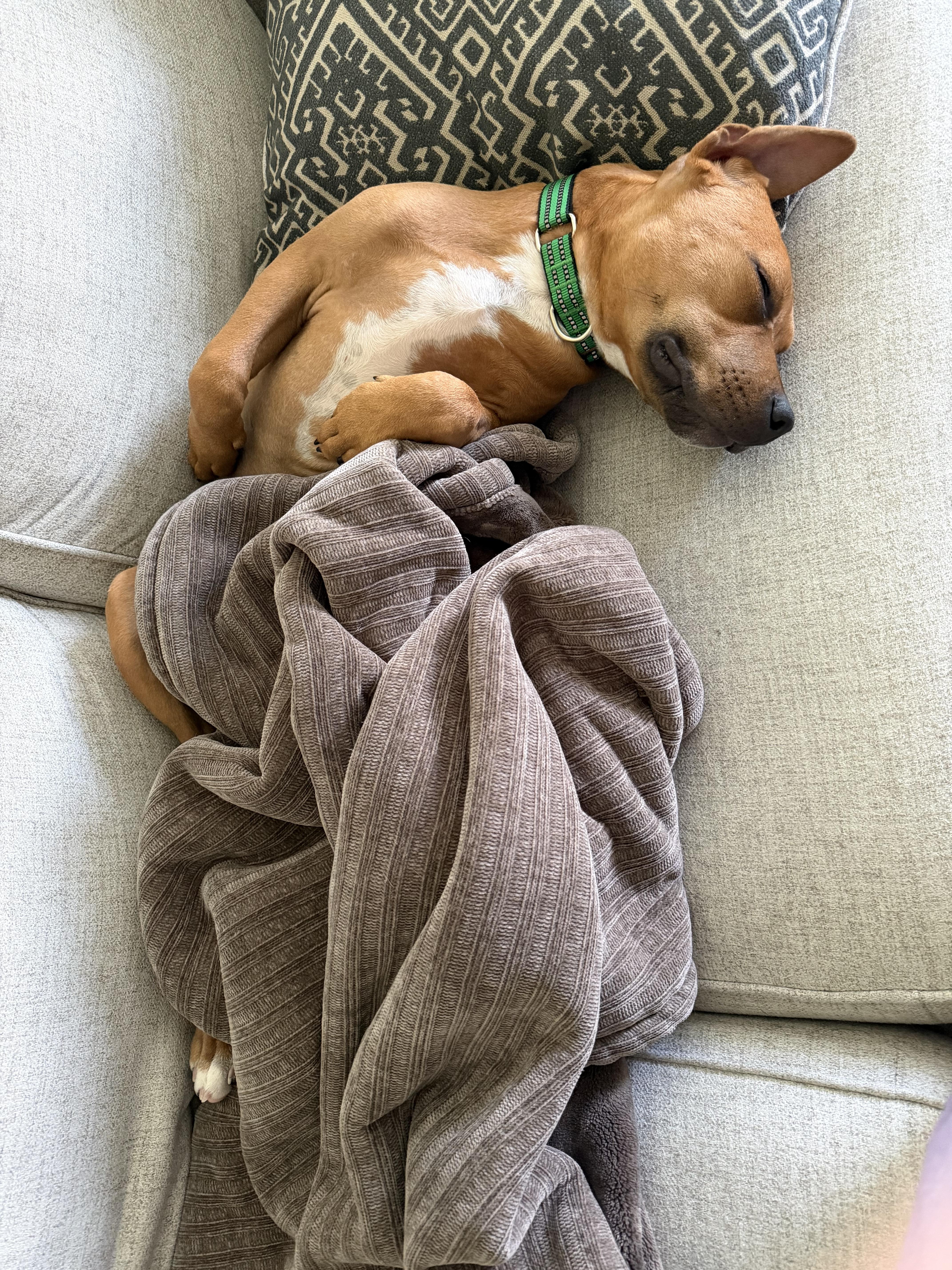 Enlarge Rambo, an adopted mixed breed in Minneapolis, MN image 5/6