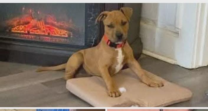 Enlarge Rambo, an adopted mixed breed in Minneapolis, MN image 3/6