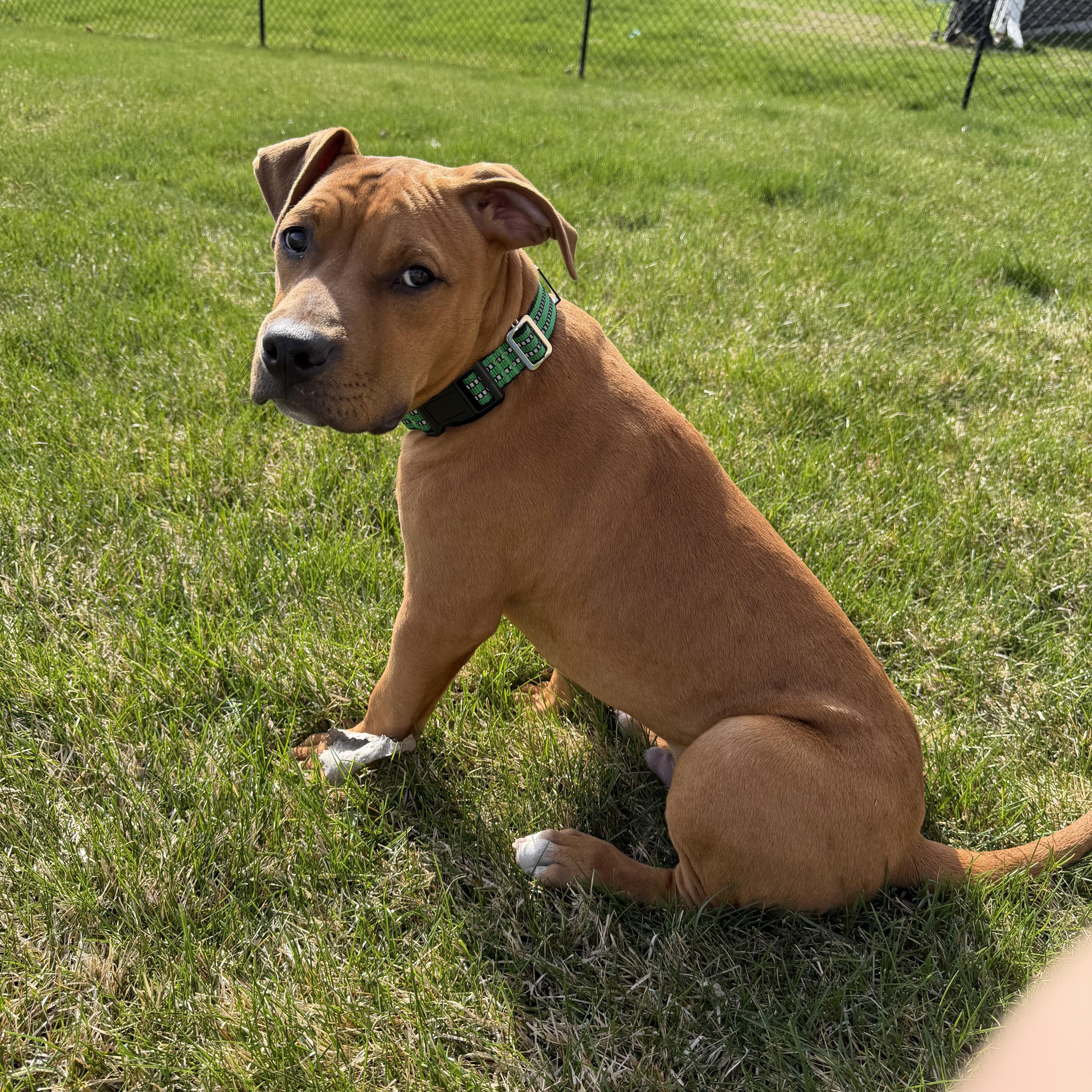 Rambo, adopted, Young Male Pit Bull Terrier & Cane Corso.