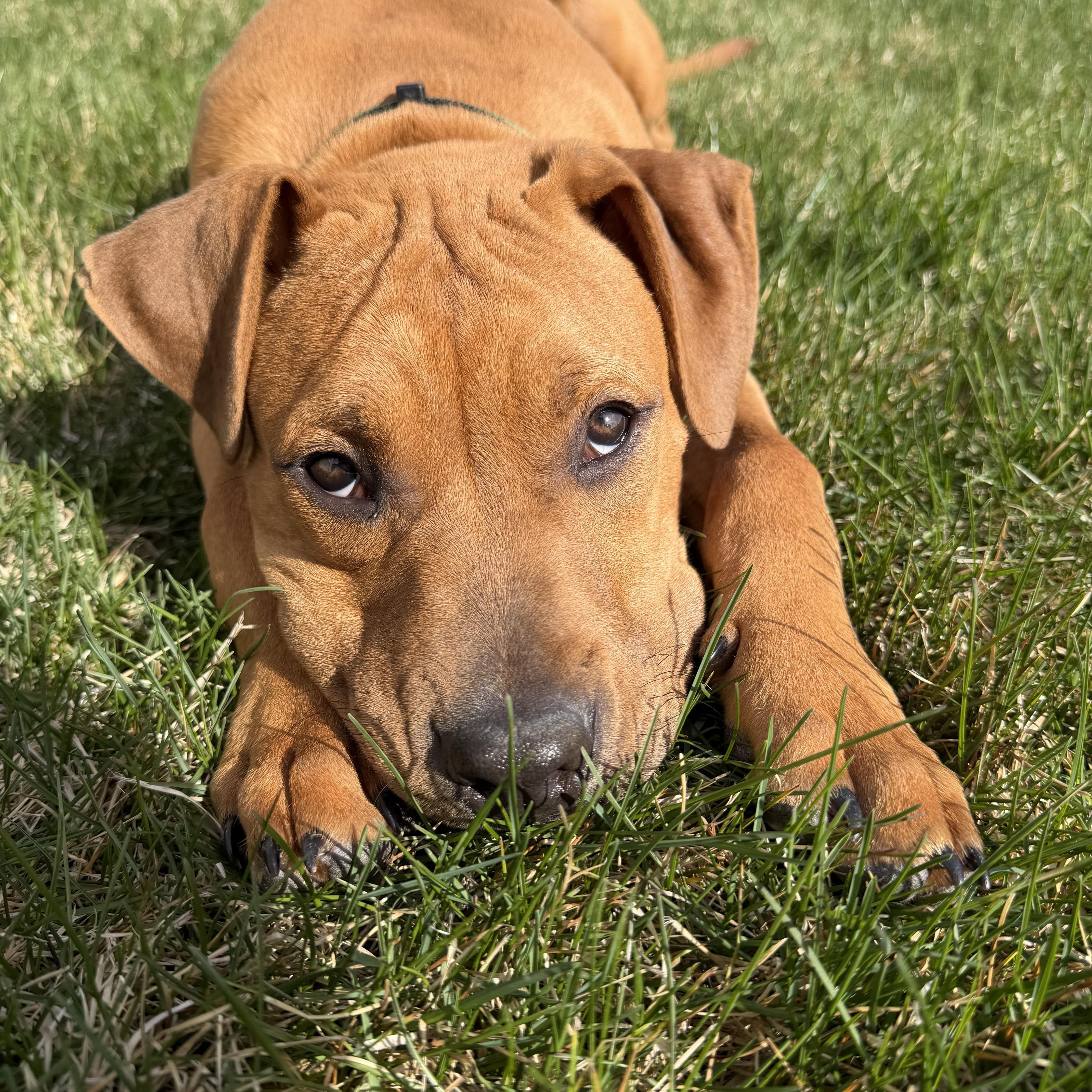 Enlarge Rambo, an adopted mixed breed in Minneapolis, MN image 6/6