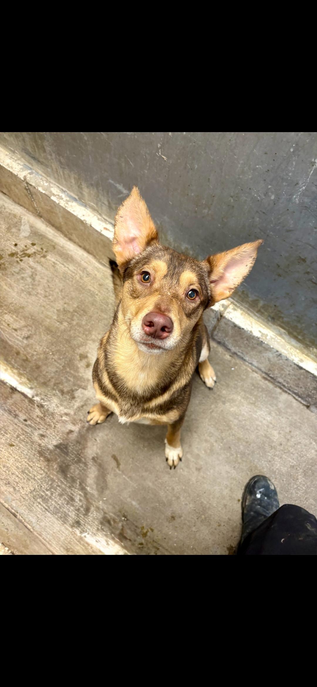 Wild Child (WC), adopted, Young Male Cattle Dog.