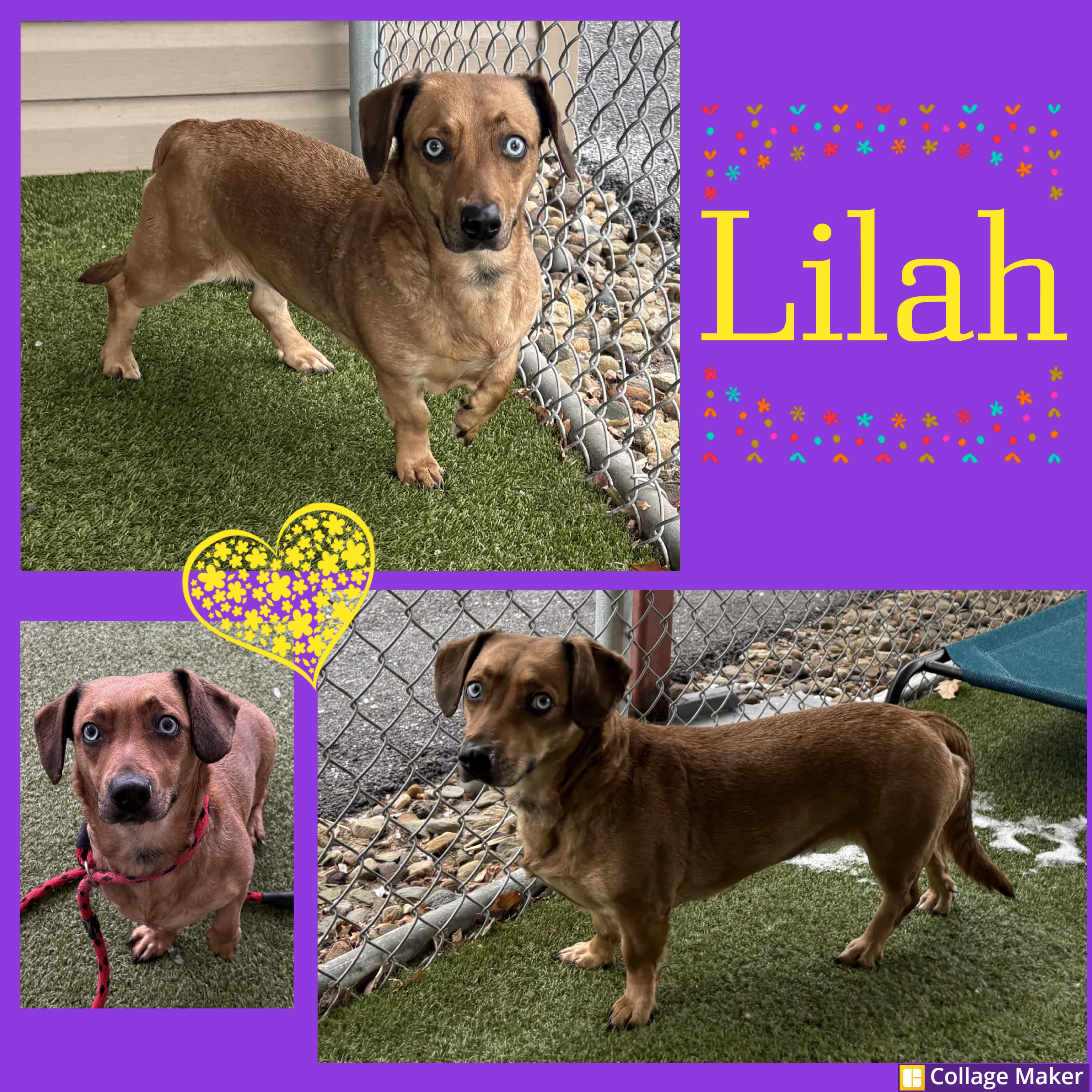 Lilah, adopted, Adult Female Dachshund.