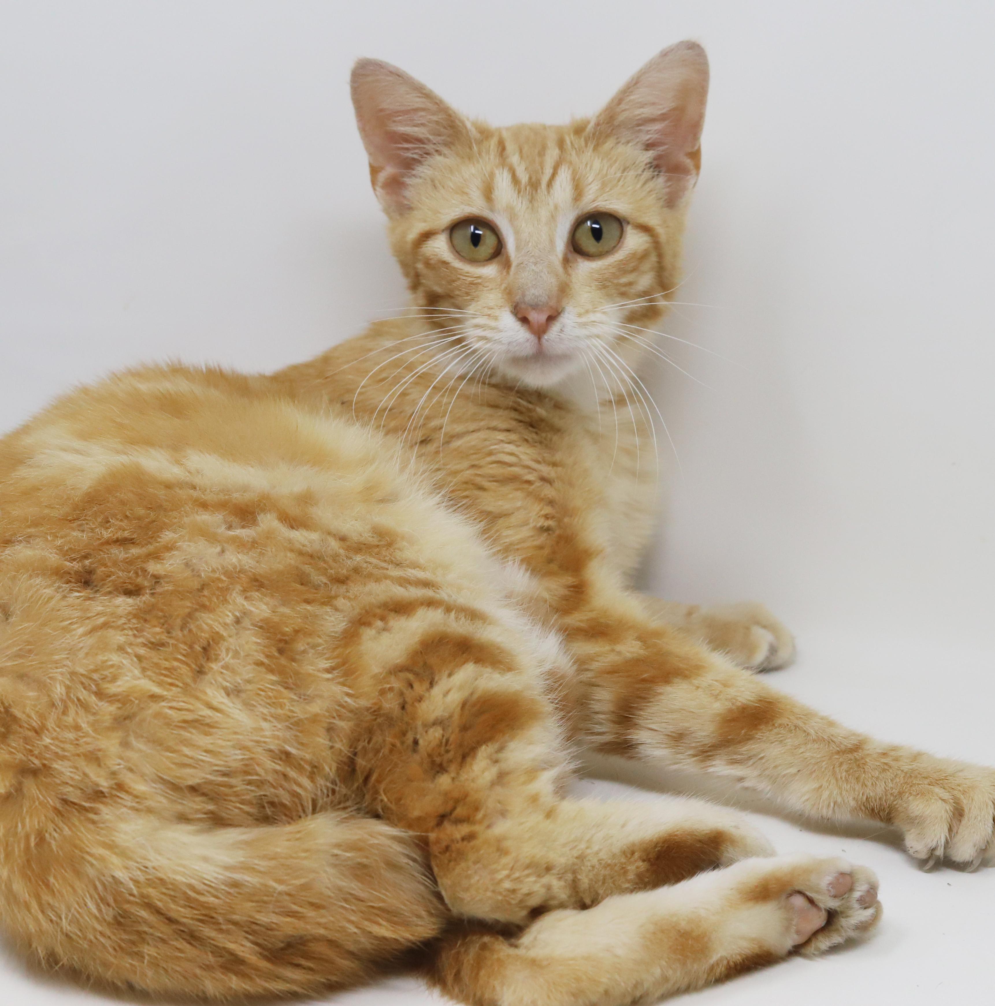 Enlarge Dave is a kitten darling - old enough to go solo too - ULTIMATE THERAPY KITTEN WOW, an adoptable Tabby in Bedford Hills, NY image 5/6