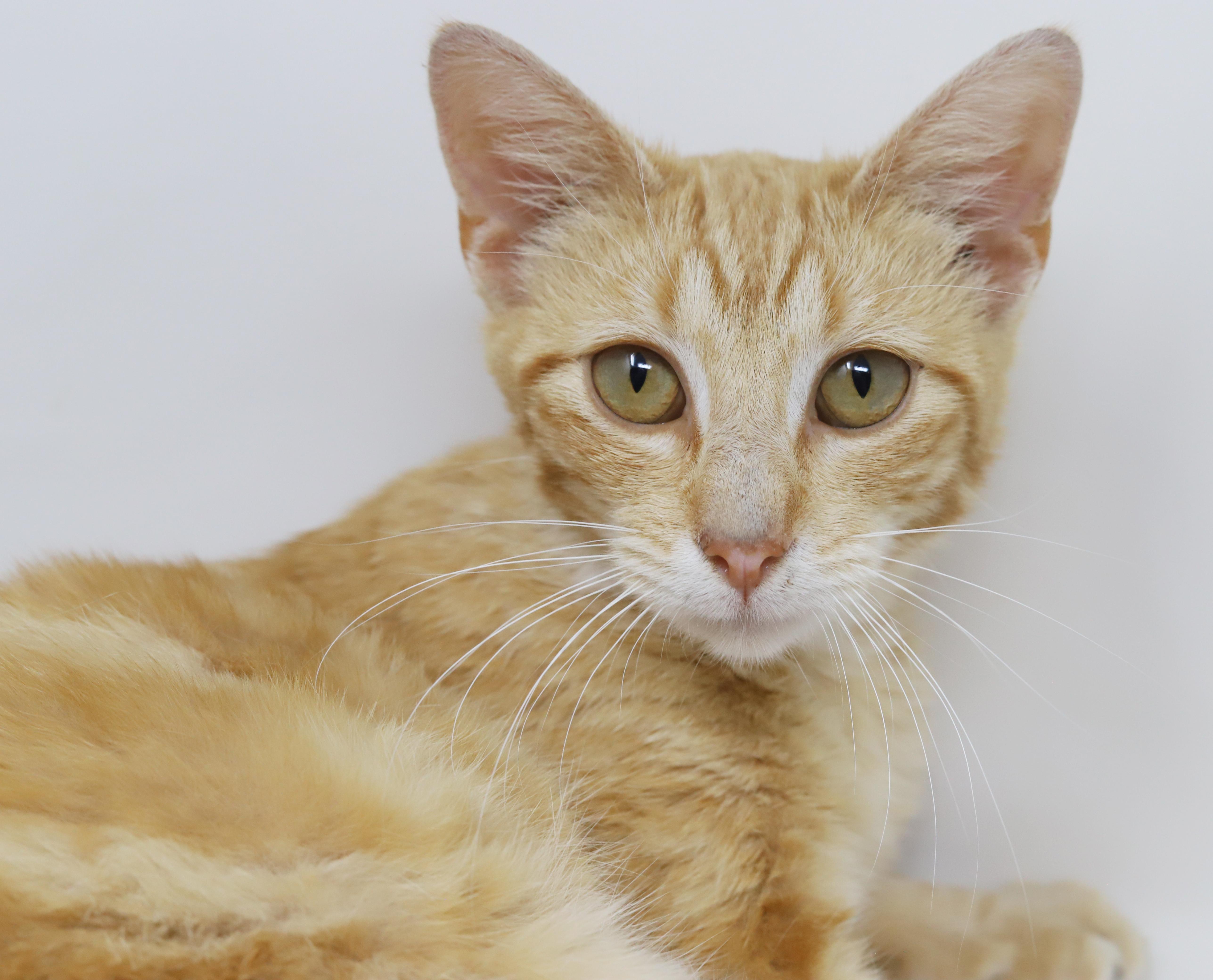 Enlarge Dave is a kitten darling - old enough to go solo too - ULTIMATE THERAPY KITTEN WOW, an adoptable Tabby in Bedford Hills, NY image 4/6
