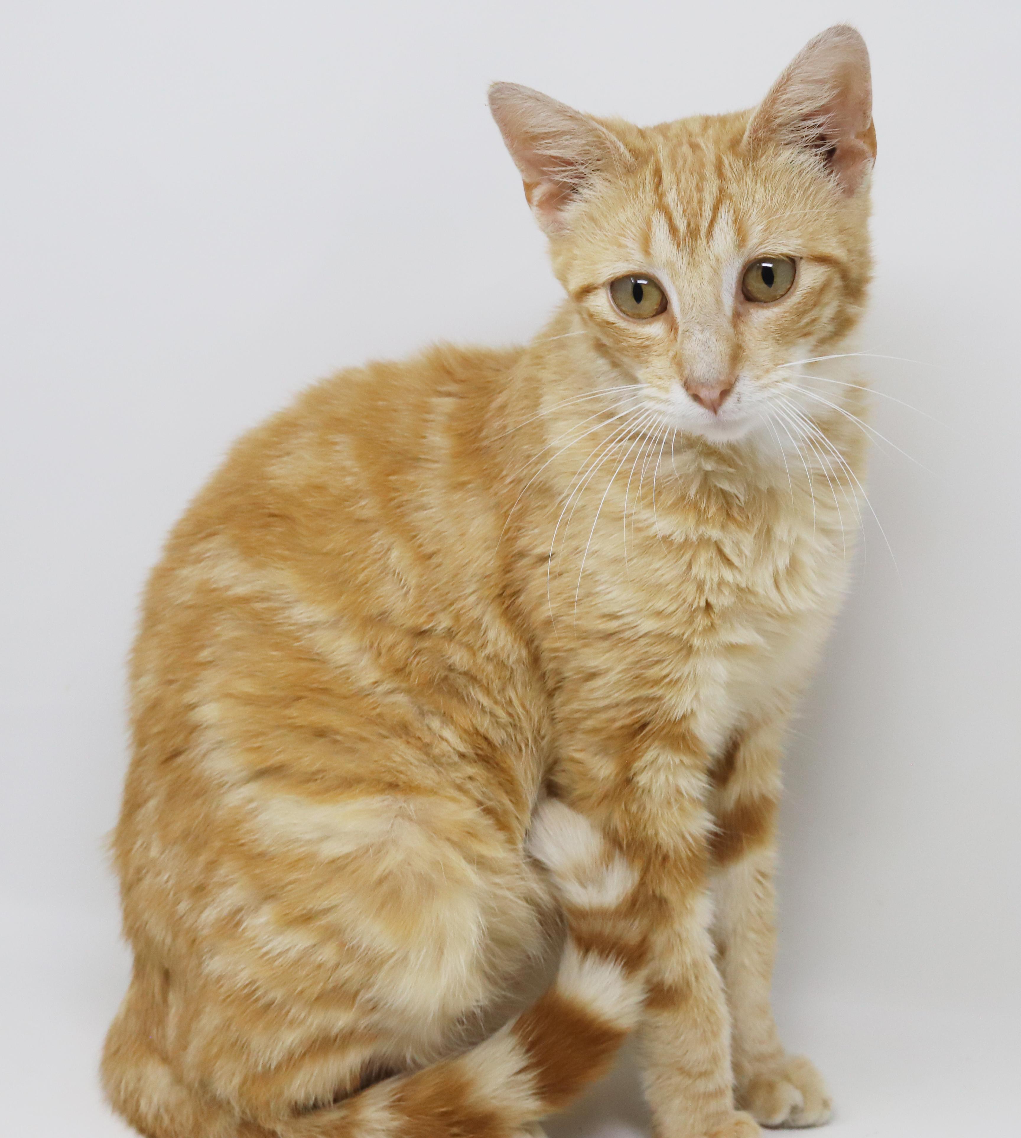 Enlarge Dave is a kitten darling - old enough to go solo too - ULTIMATE THERAPY KITTEN WOW, an adoptable Tabby in Bedford Hills, NY image 6/6