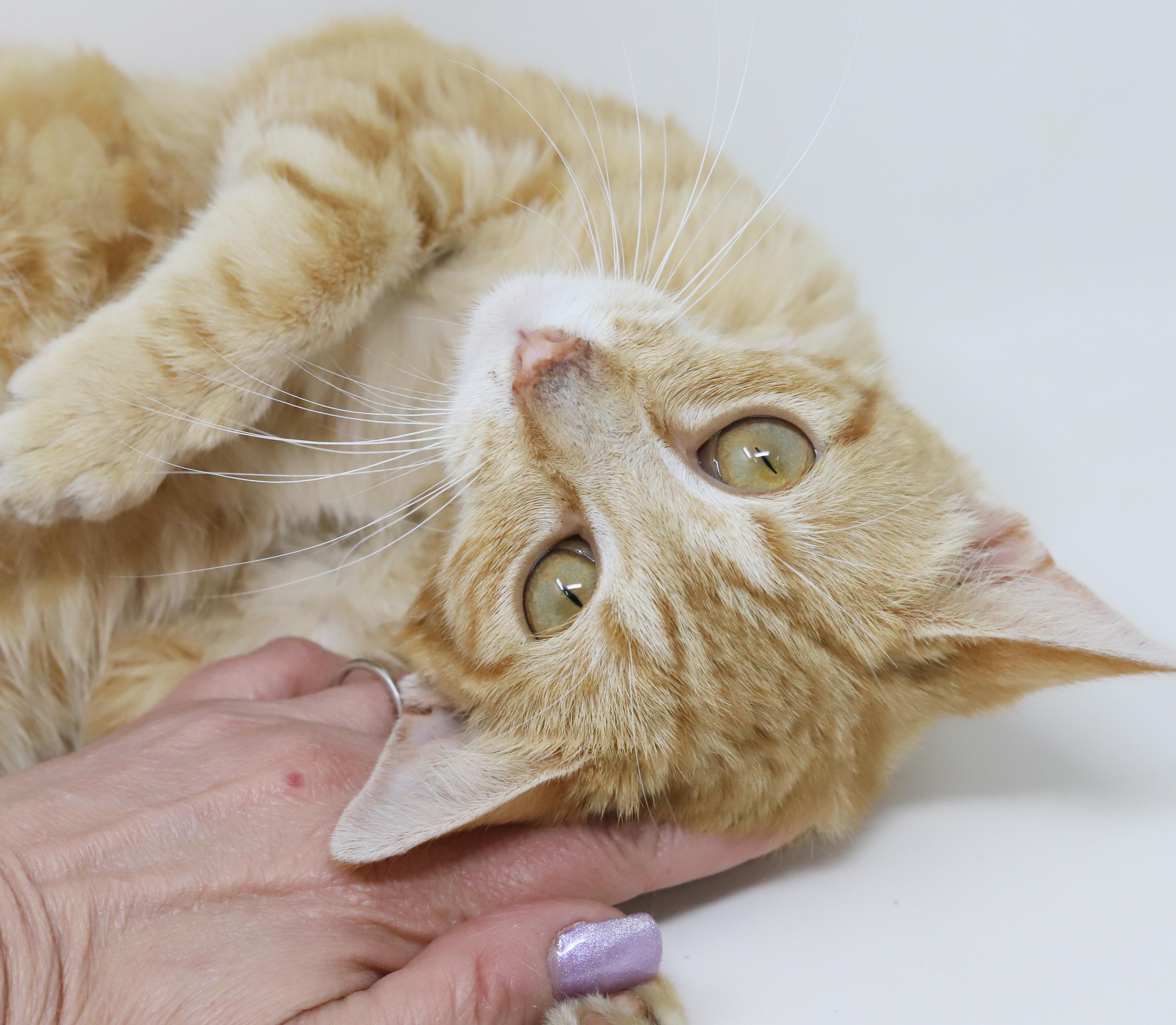 Enlarge Dave is a kitten darling - old enough to go solo too - ULTIMATE THERAPY KITTEN WOW, an adoptable Tabby in Bedford Hills, NY image 1/6