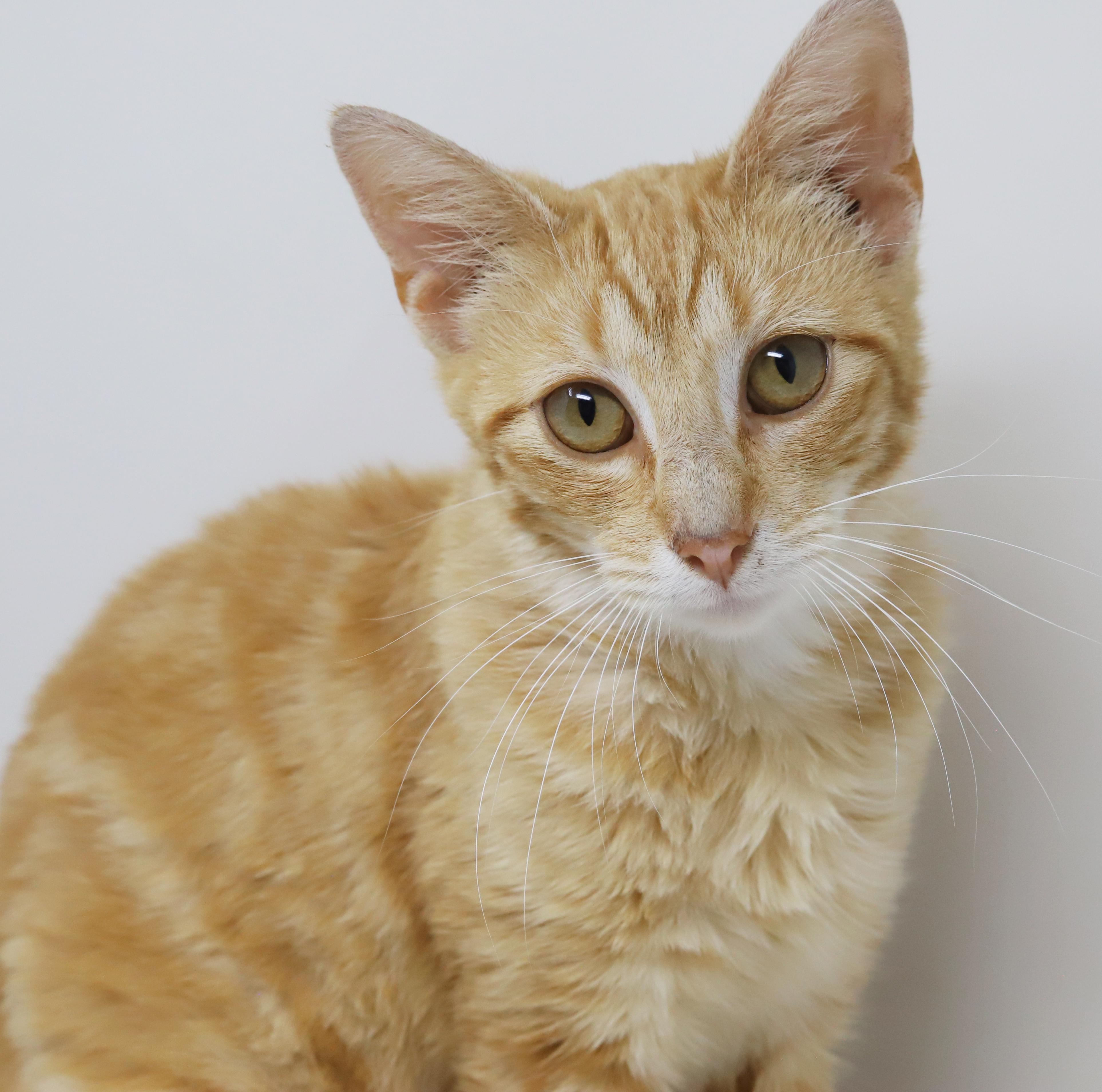 Enlarge Dave is a kitten darling - old enough to go solo too - ULTIMATE THERAPY KITTEN WOW, an adoptable Tabby in Bedford Hills, NY image 2/6