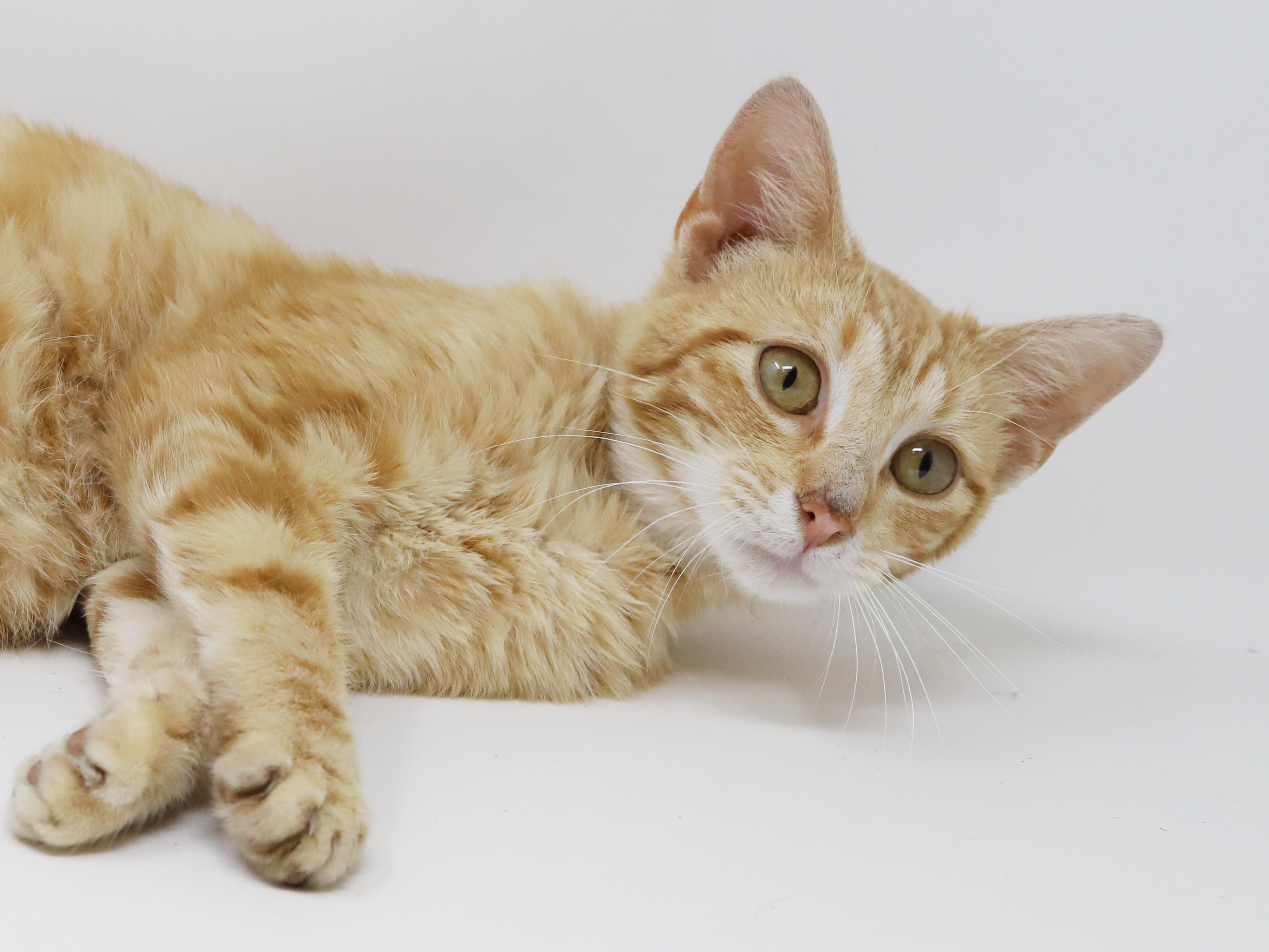 Enlarge Dave is a kitten darling - old enough to go solo too - ULTIMATE THERAPY KITTEN WOW, an adoptable Tabby in Bedford Hills, NY image 3/6