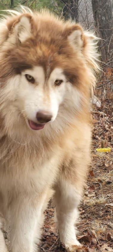 Copper, a Adoptable Siberian Husky in Mouth of Wilson, VA image 1/4