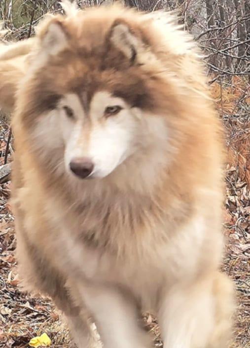 Copper, a Adoptable Siberian Husky in Mouth of Wilson, VA image 2/4