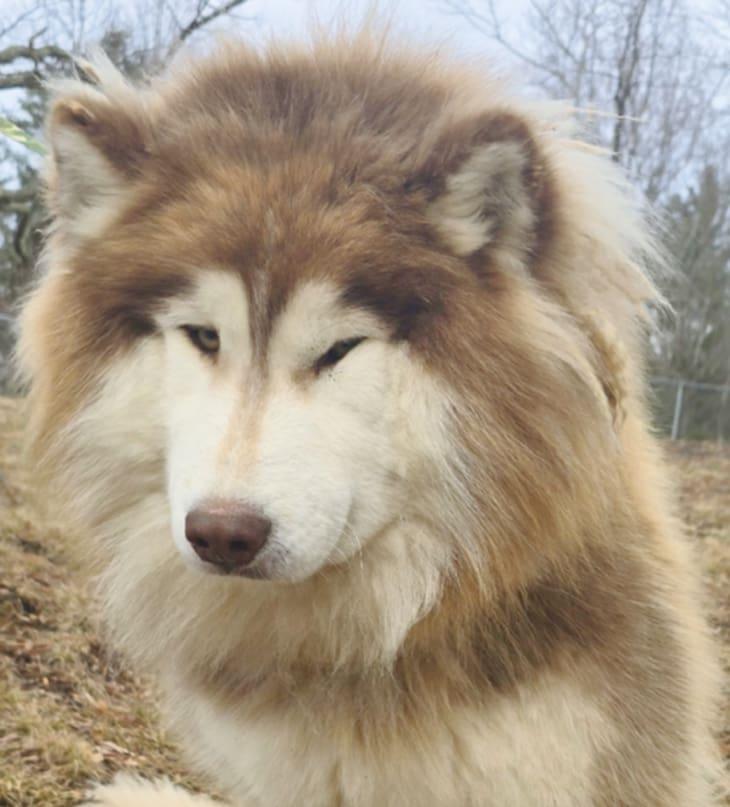Copper, a Adoptable Siberian Husky in Mouth of Wilson, VA image 3/4
