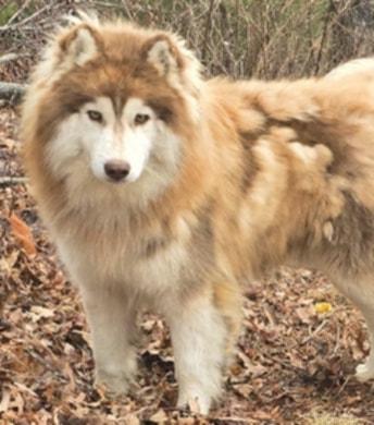 Copper, a Adoptable Siberian Husky in Mouth of Wilson, VA image 4/4