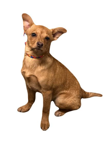 Enlarge Donna, an adopted mixed breed in Red Bluff, CA image 1/1