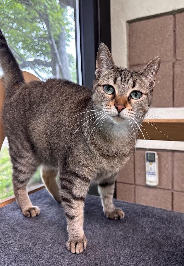 Enlarge Cleo, a Adoptable Domestic Short Hair in Battle Creek, MI image 1/6