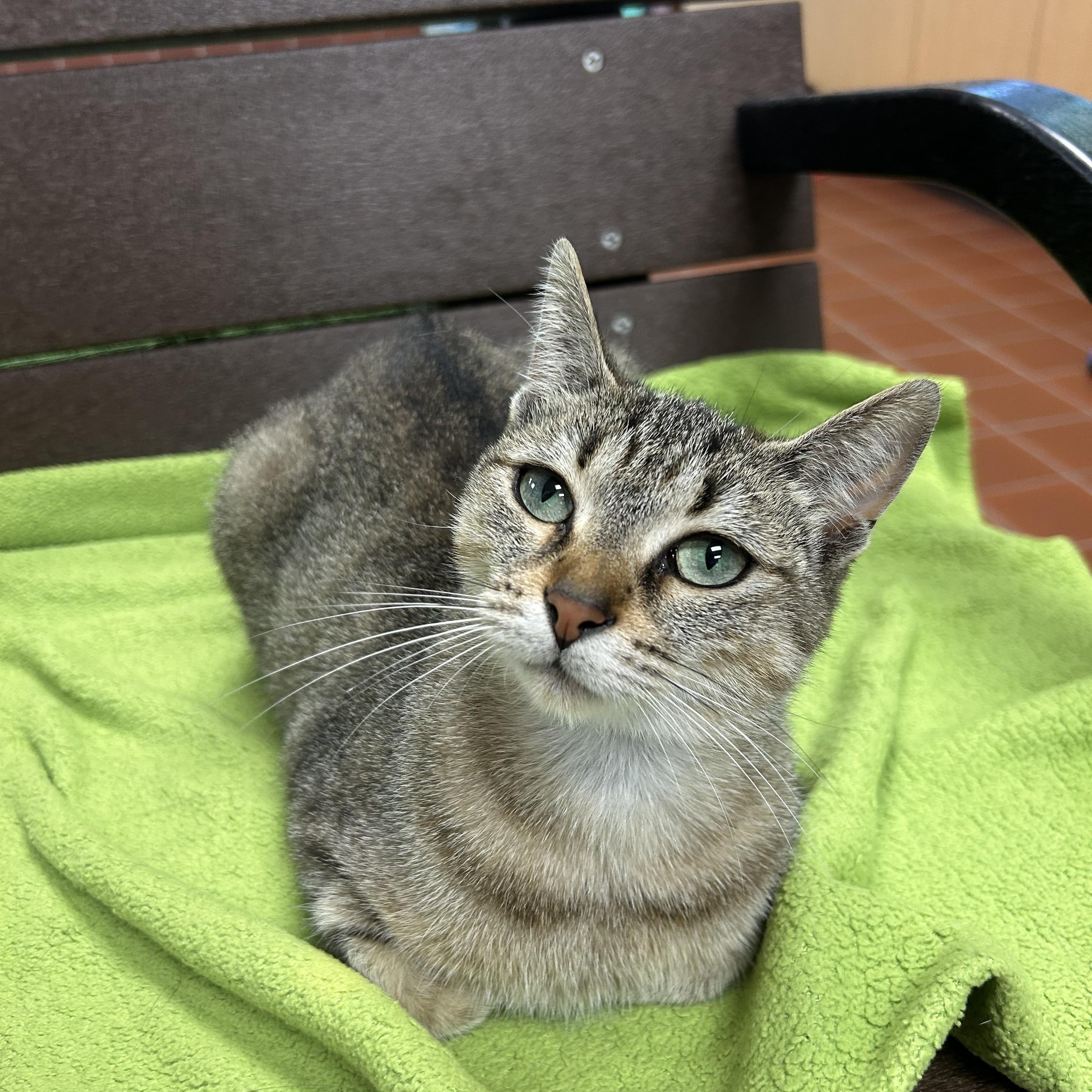 Enlarge Cleo, a Adoptable Domestic Short Hair in Battle Creek, MI image 5/6