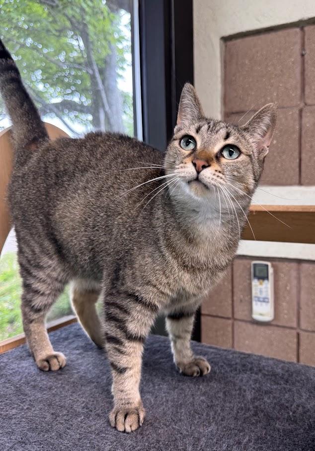 Enlarge Cleo, a Adoptable Domestic Short Hair in Battle Creek, MI image 3/6