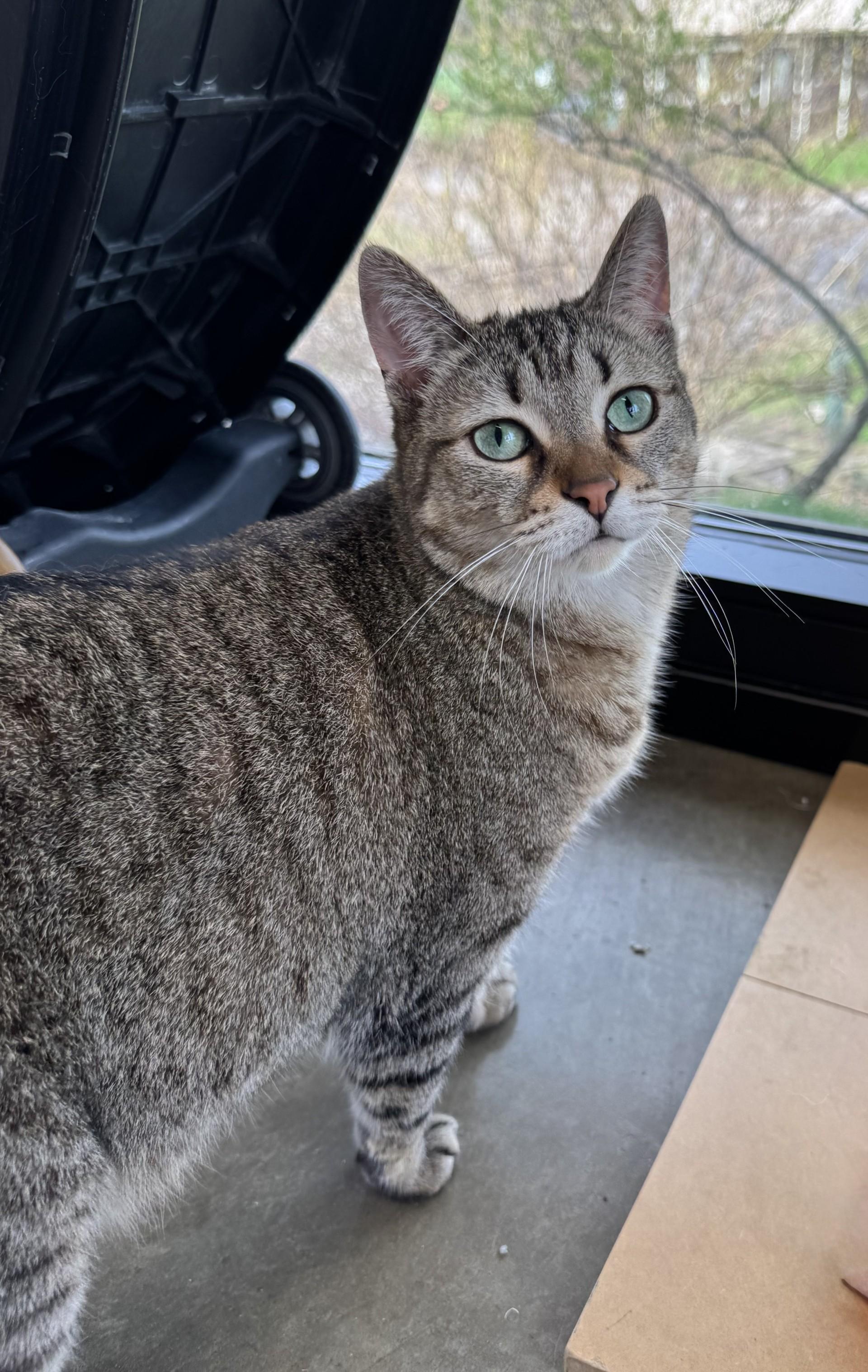 Enlarge Cleo, a Adoptable Domestic Short Hair in Battle Creek, MI image 6/6